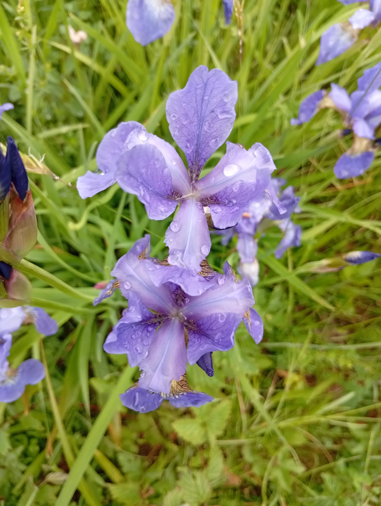 Blackberry Lily (Iris domestica) — Hardy in USDA Zones 5 through 10, Belamcanda chinensis proves to be a resilient choice for many climates