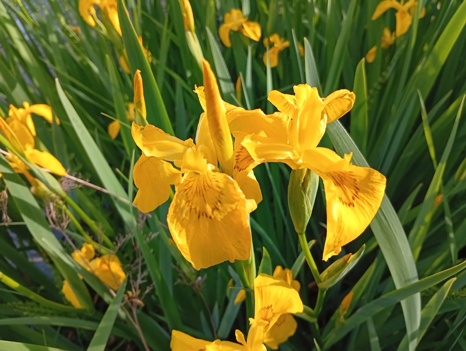Blackberry Lily (Iris domestica) — yet noticeable display in any landscape