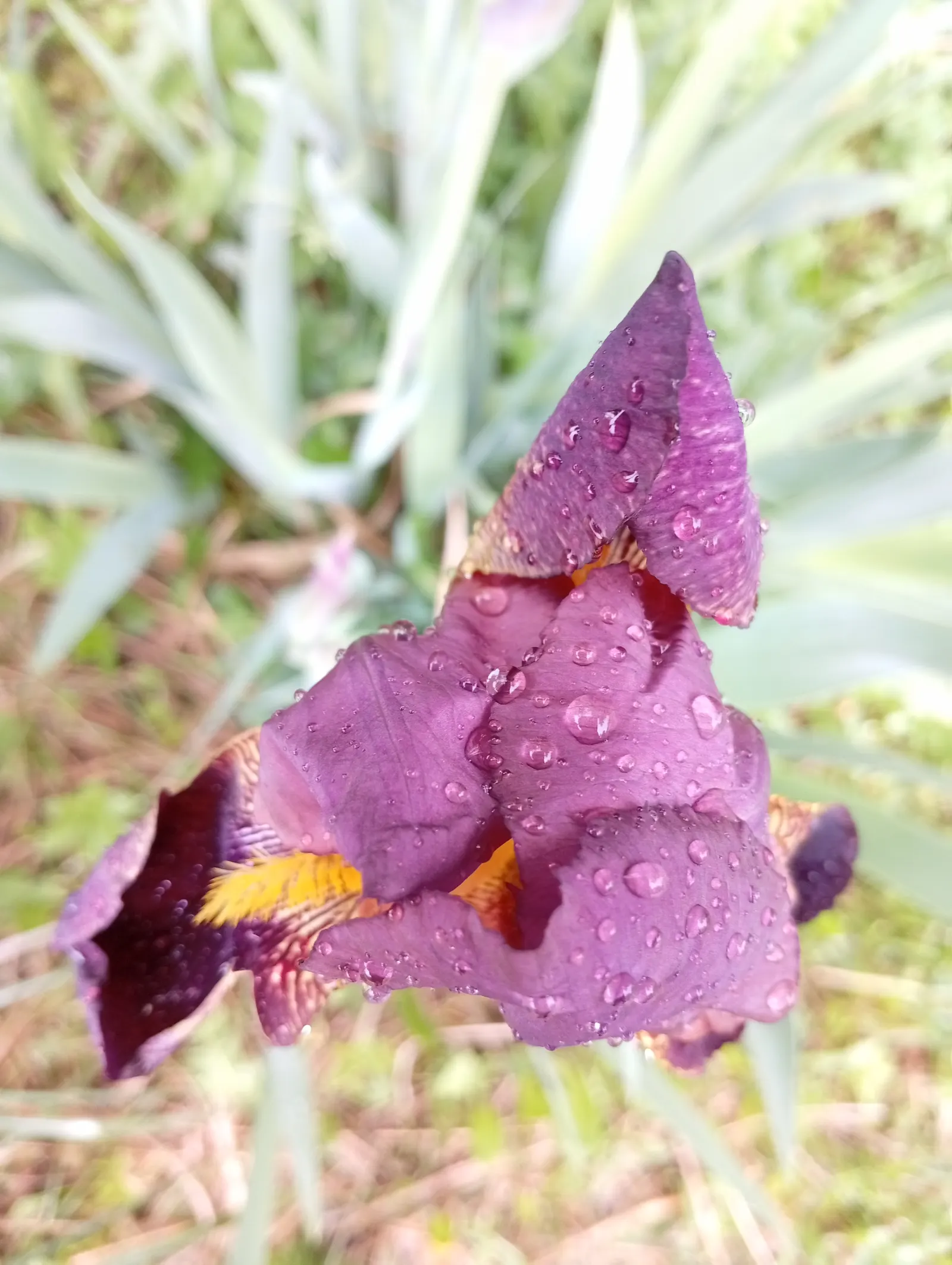 Blackberry Lily (Iris domestica) — scientifically named Belamcanda chinensis