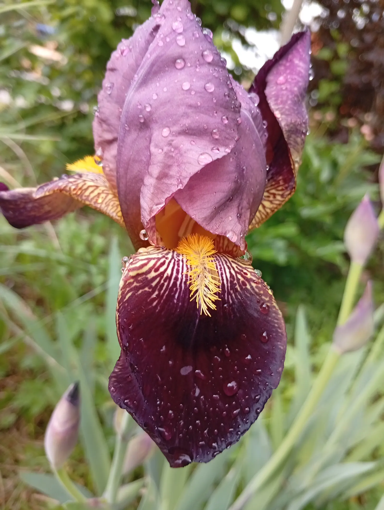 Blackberry Lily (Iris domestica) — perennial with multi-colored and orange and red blooms; characterized by its bright orange flowers speckled with, image 62