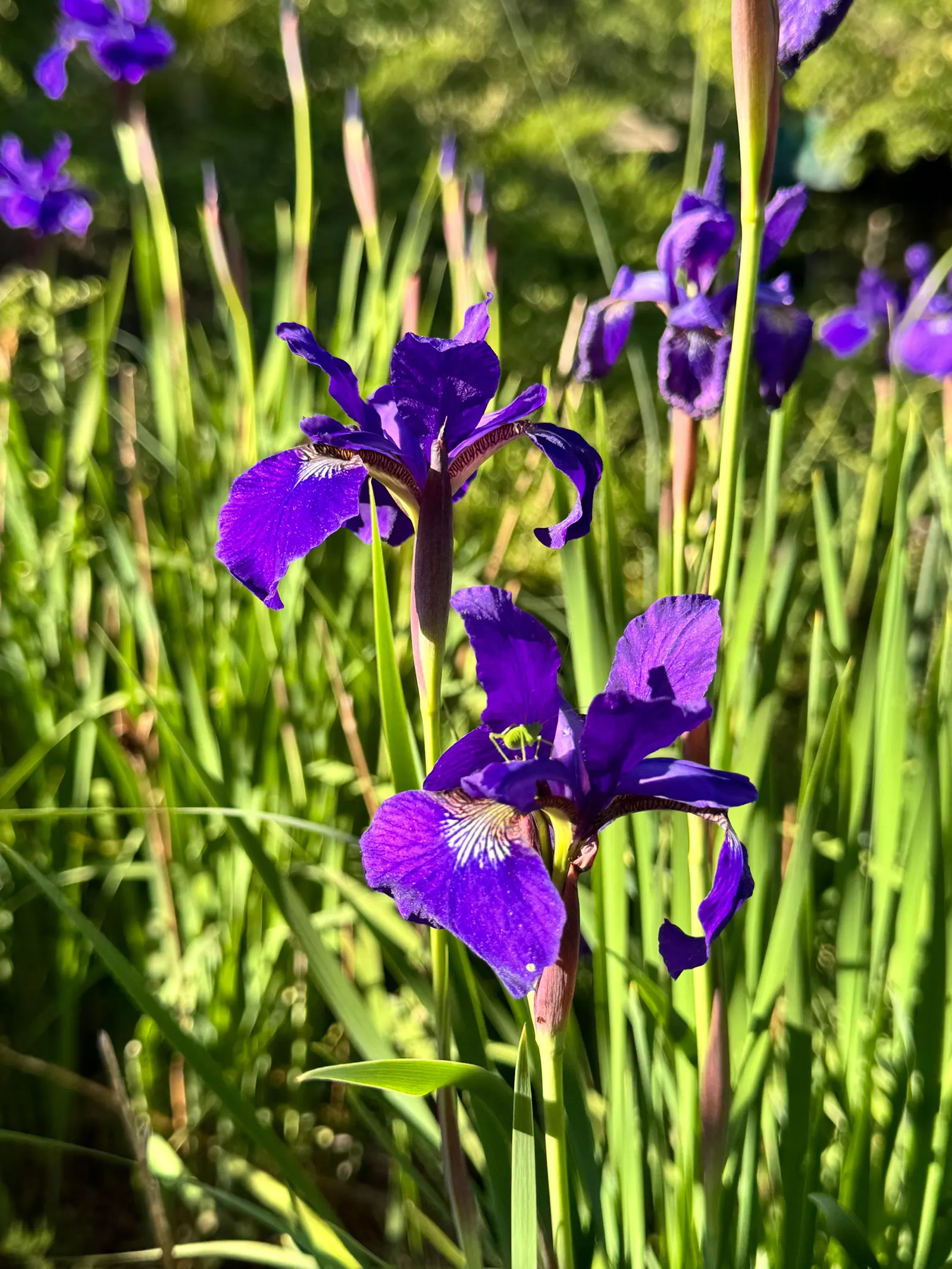 Blackberry Lily (Iris domestica) — consider grouping these lilies in masses or as a border to achieve a significant impact, image 39