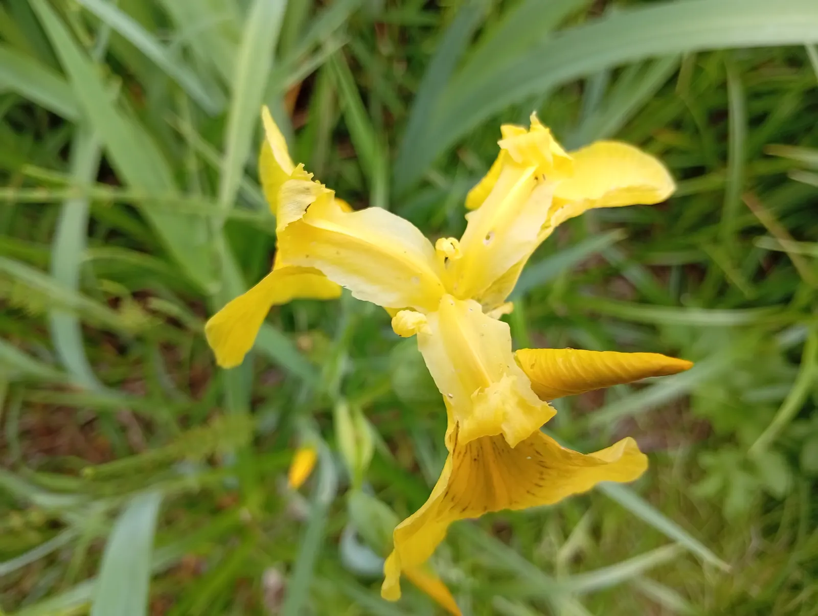 Blackberry Lily (Iris domestica) — The Blackberry Lily, Belamcanda chinensis, is an easy-care perennial with a striking presence; akin to a, image 43
