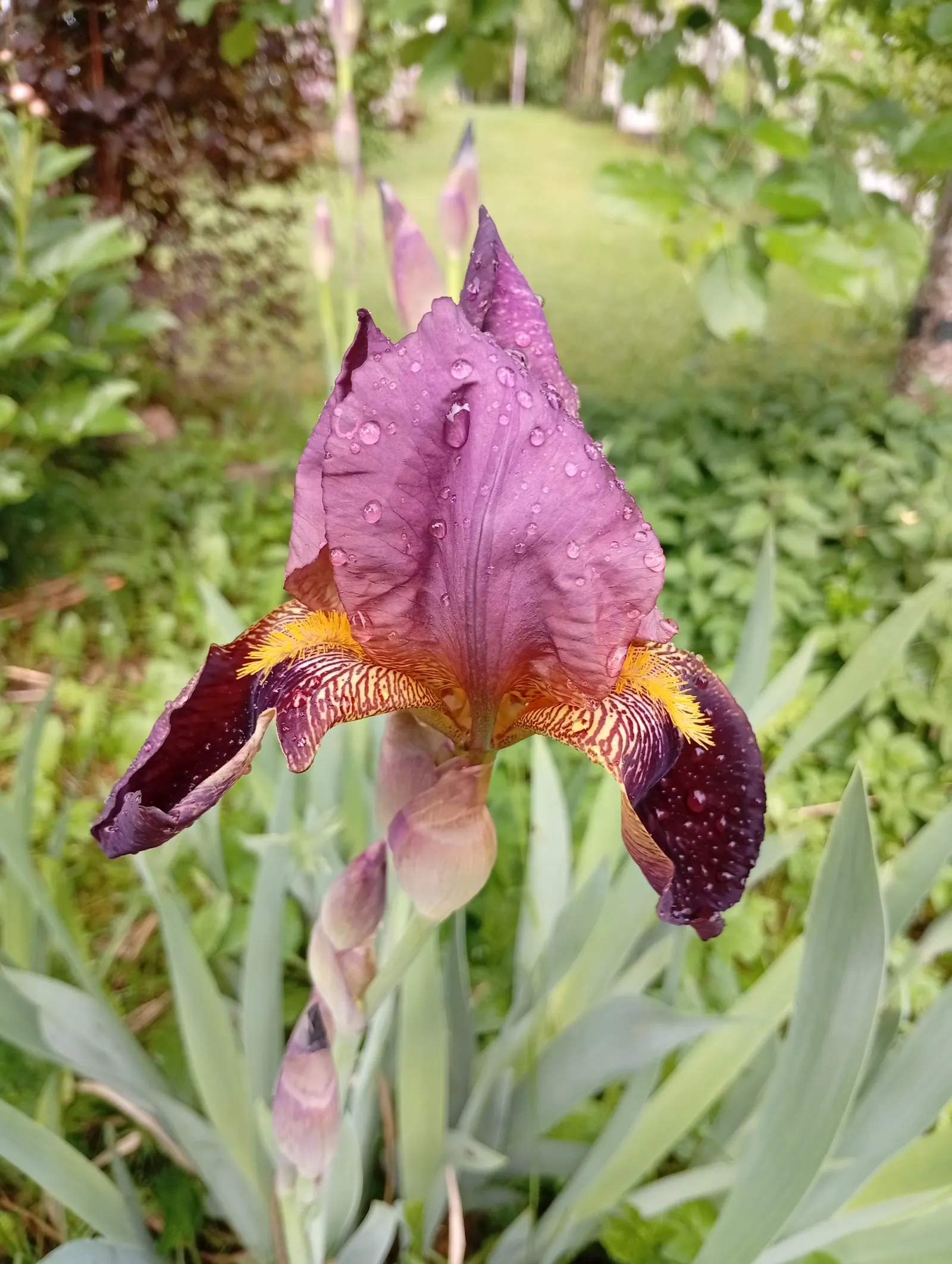 Blackberry Lily (Iris domestica) — Tolerant of a variety of soil types, they perform best when planted in moderately fertile earth; consider grouping these