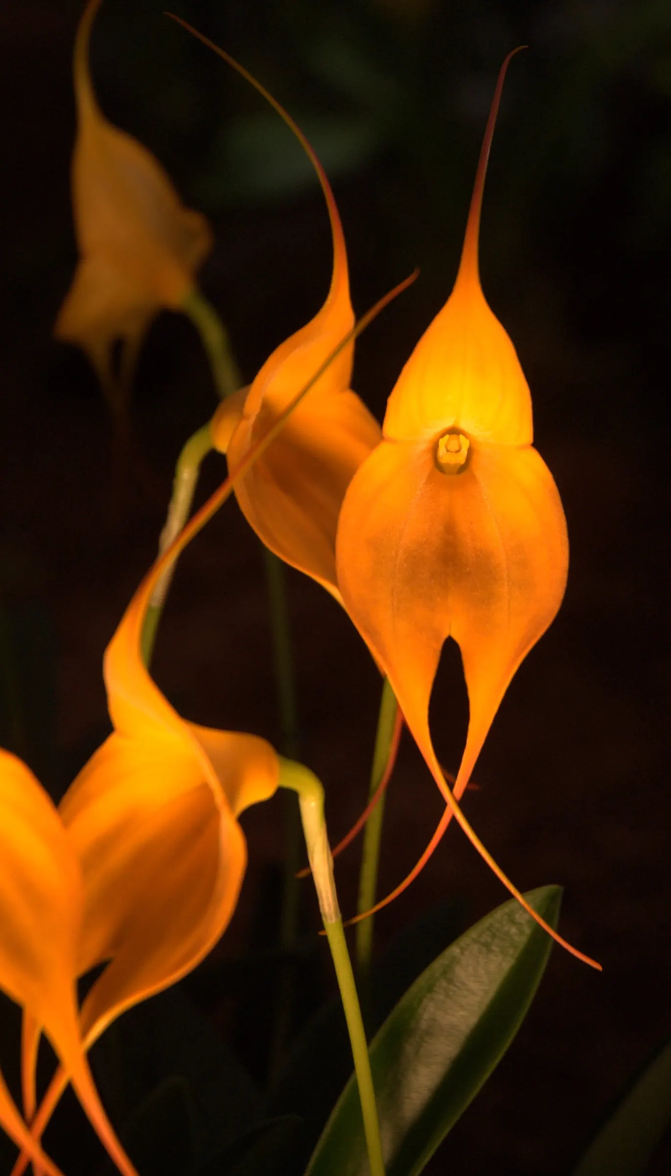 Orange Bells (Tecoma X Smithii) — It is a hybrid of Tecoma stans and Tecoma capensis