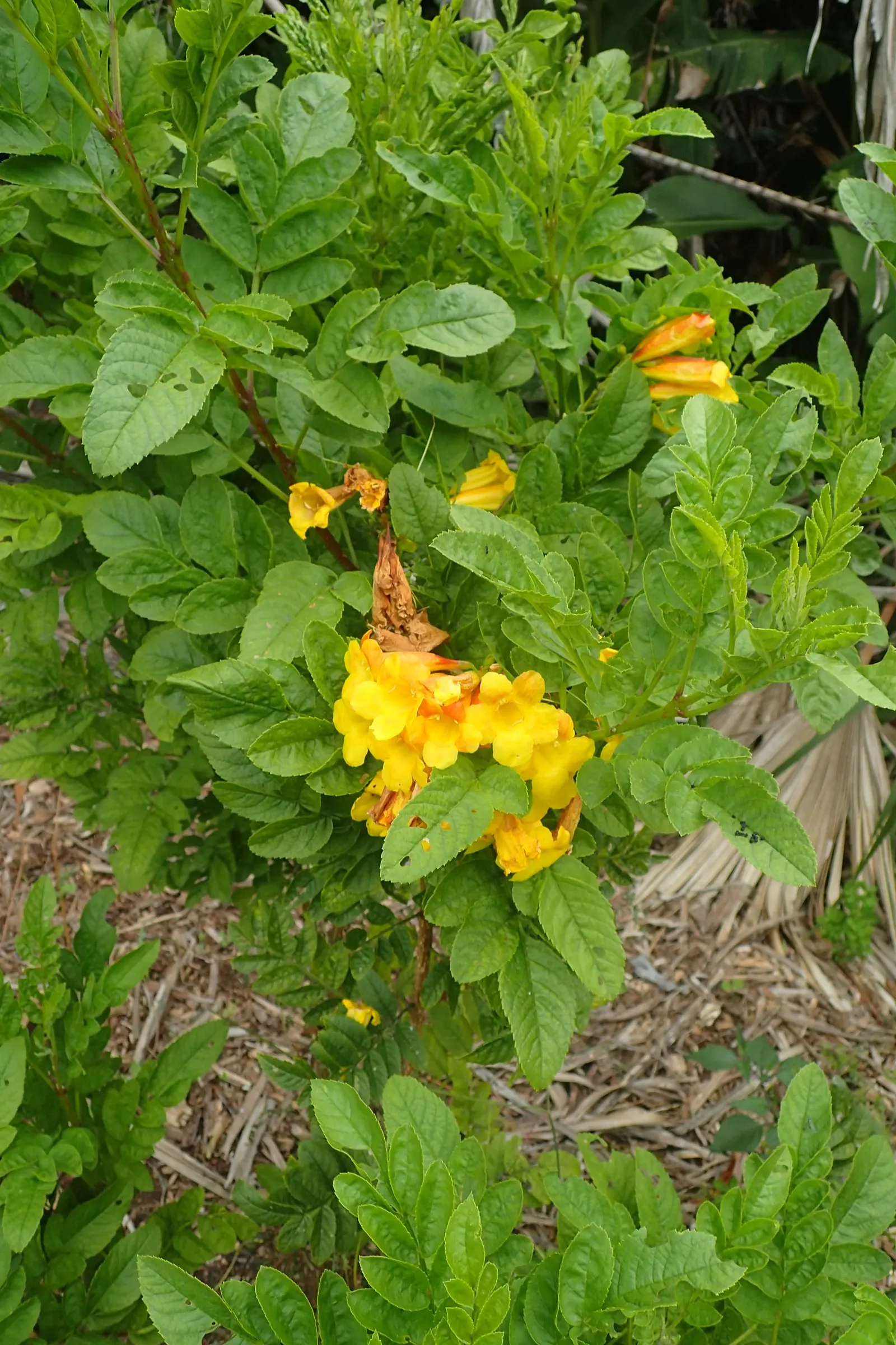 Orange Bells (Tecoma X Smithii) — reaching heights up to 10 feet with equal spread