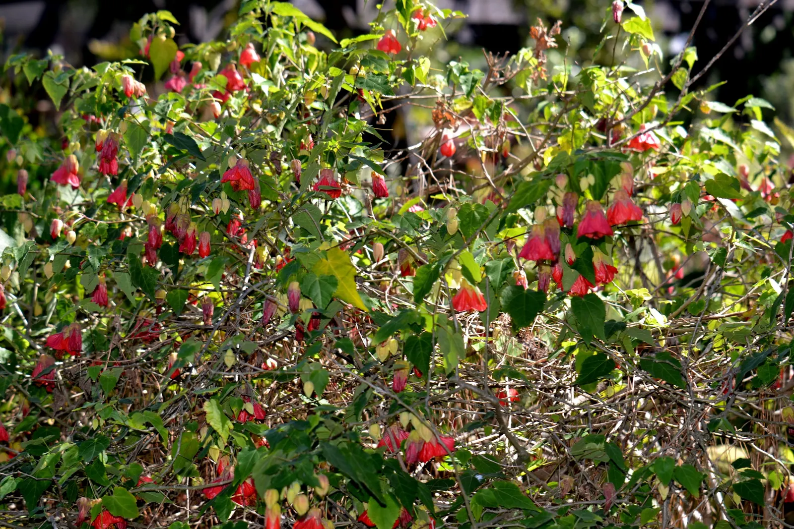 Orange Bells (Tecoma X Smithii) — With low to moderate water needs