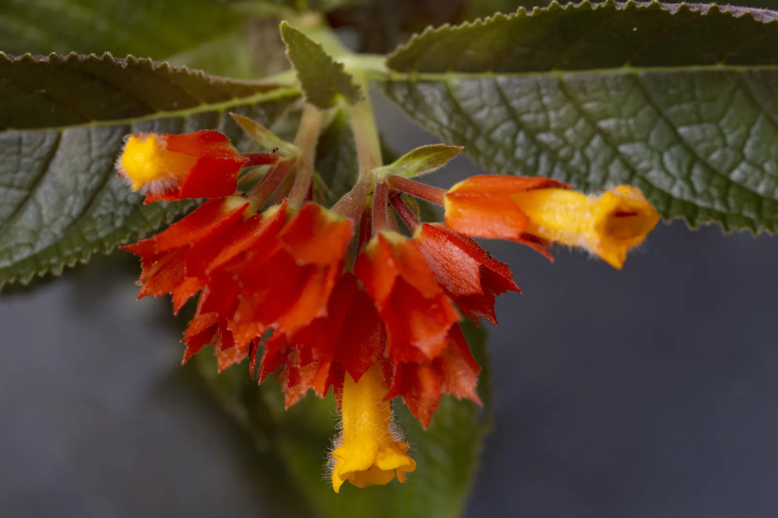Orange Bells (Tecoma X Smithii) — commonly known as Orange Bells or Smith's Yellow Trumpetbush