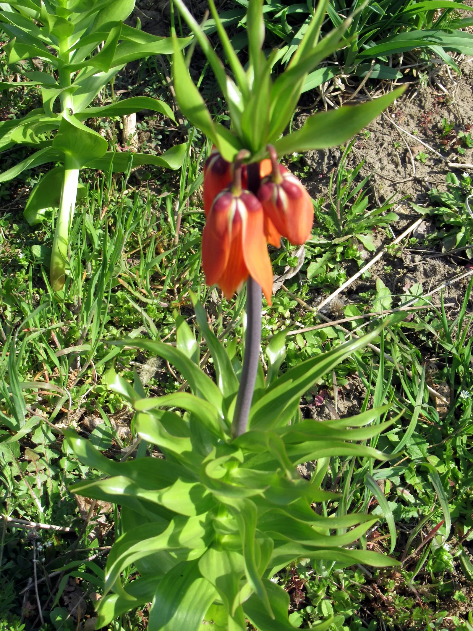 Orange Bells (Tecoma X Smithii) — Orange Bells is an excellent choice for drought-tolerant landscapes or as an accent in warm-climate gardens