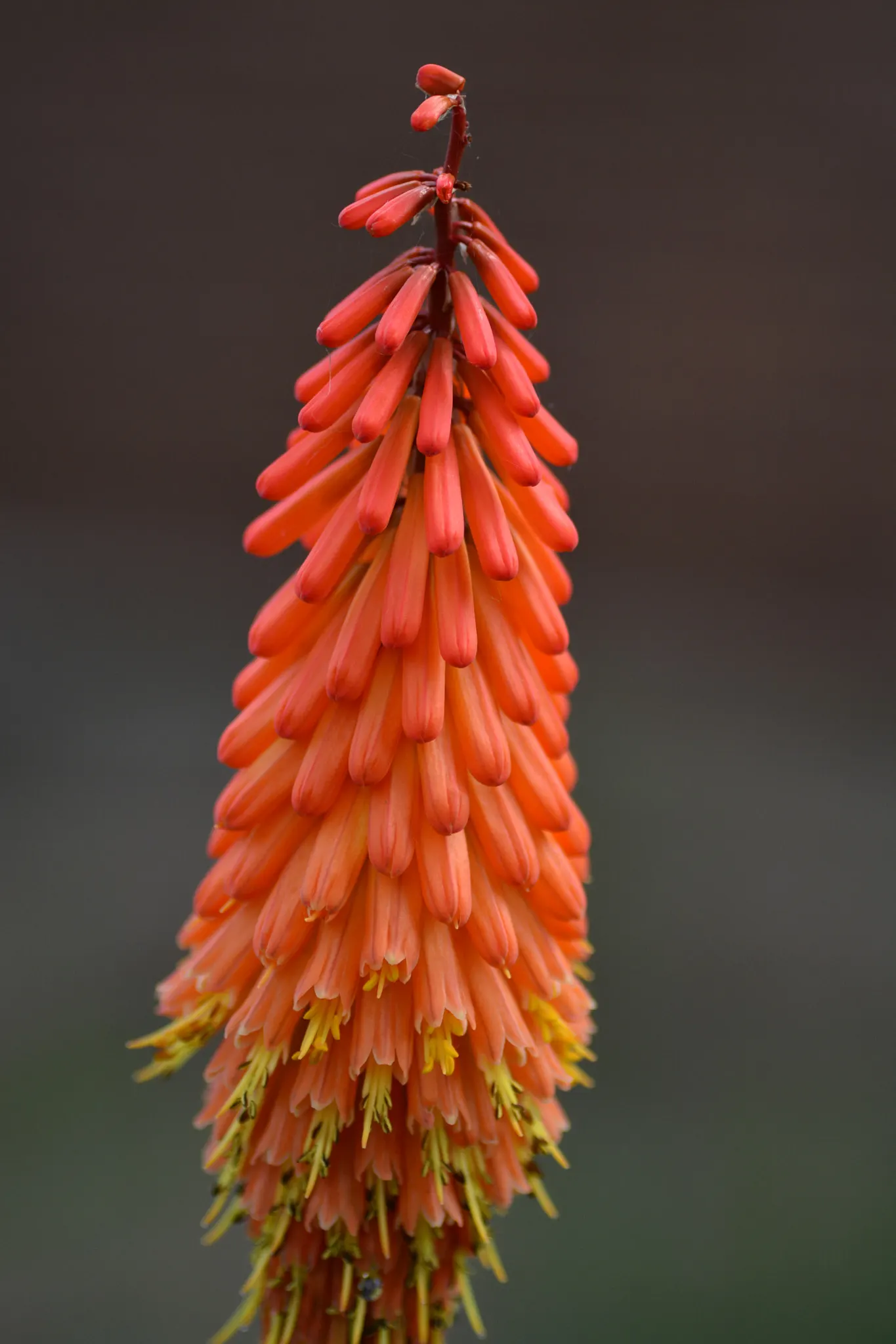 Orange Bells (Tecoma X Smithii) — which can grow up to 6 inches long