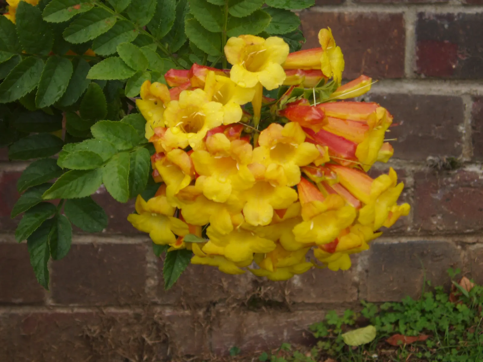 Orange Bells (Tecoma X Smithii) — Orange Bells (Tecoma x smithii) is an eye-catching