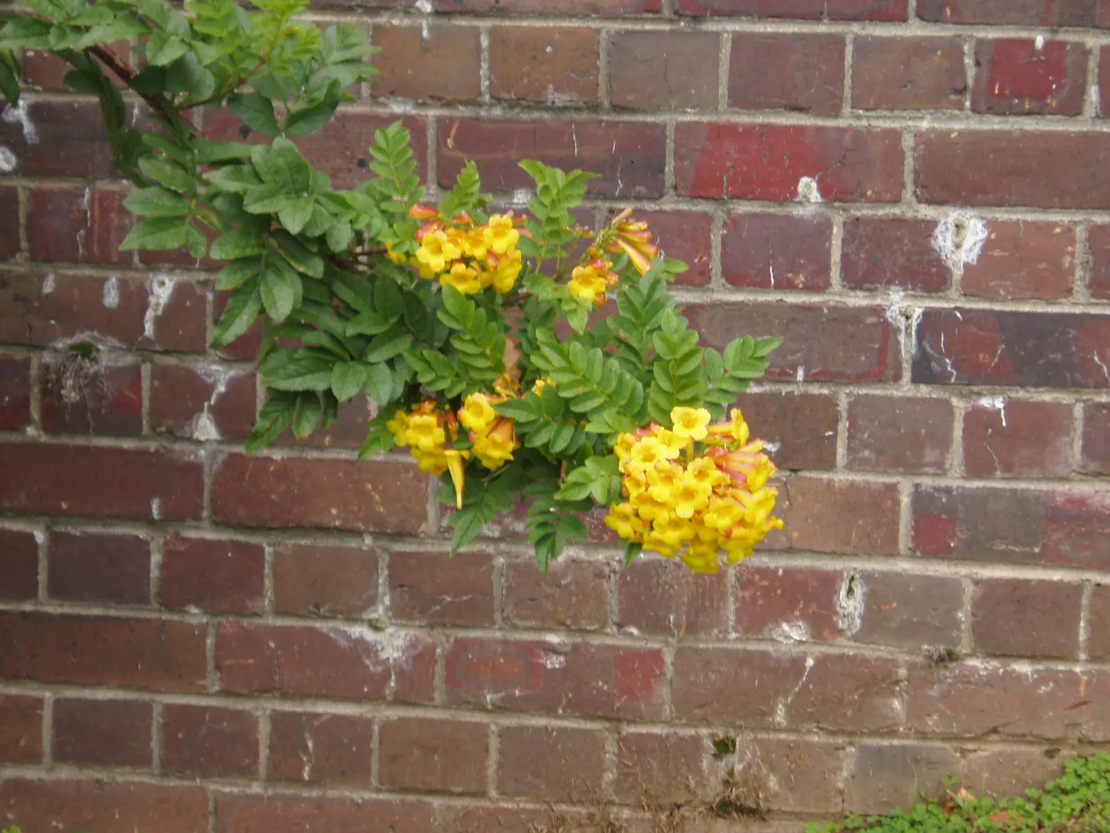 Orange Bells (Tecoma X Smithii) — combining the best traits of both parents.<br><br>Orange Bells typically reaches a height of 6 to 8 feet