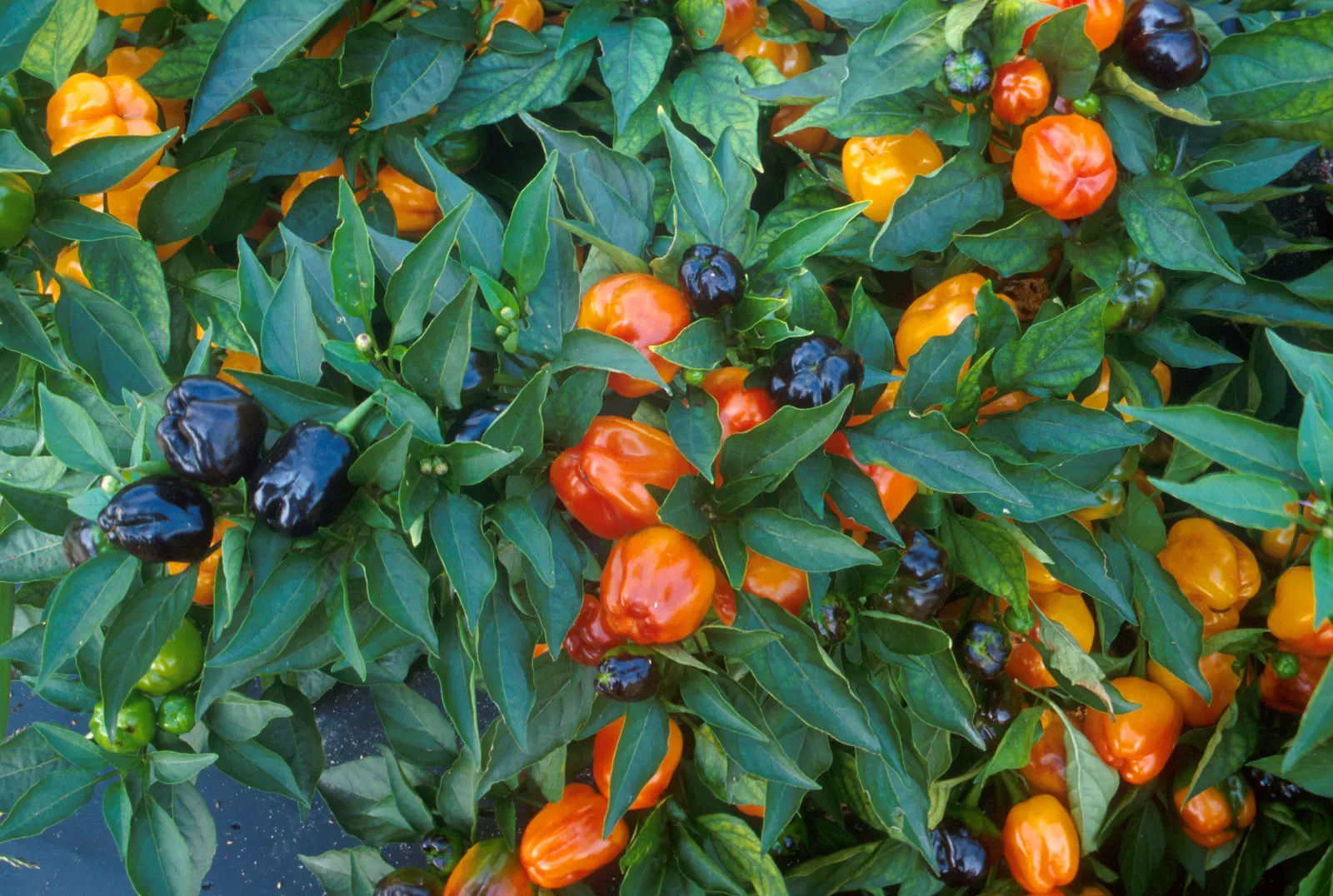 Orange Bells (Tecoma X Smithii) — It thrives in USDA zones 9-11, requiring full sun and well-draining soil