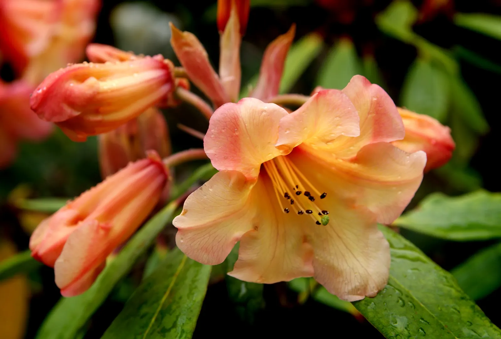 Orange Bells (Tecoma X Smithii) — with a spread of 3 to 4 feet