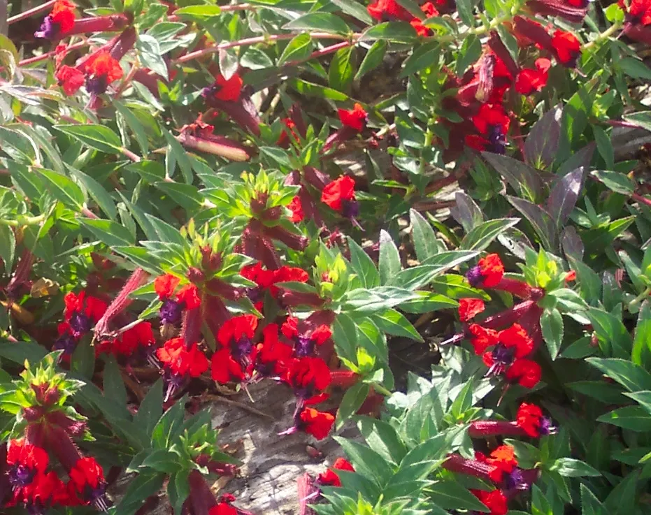 Tiny Mice Cuphea (Cuphea Llavea 'Tiny Mice') — mouse-like flowers with reddish-purple petals and dark