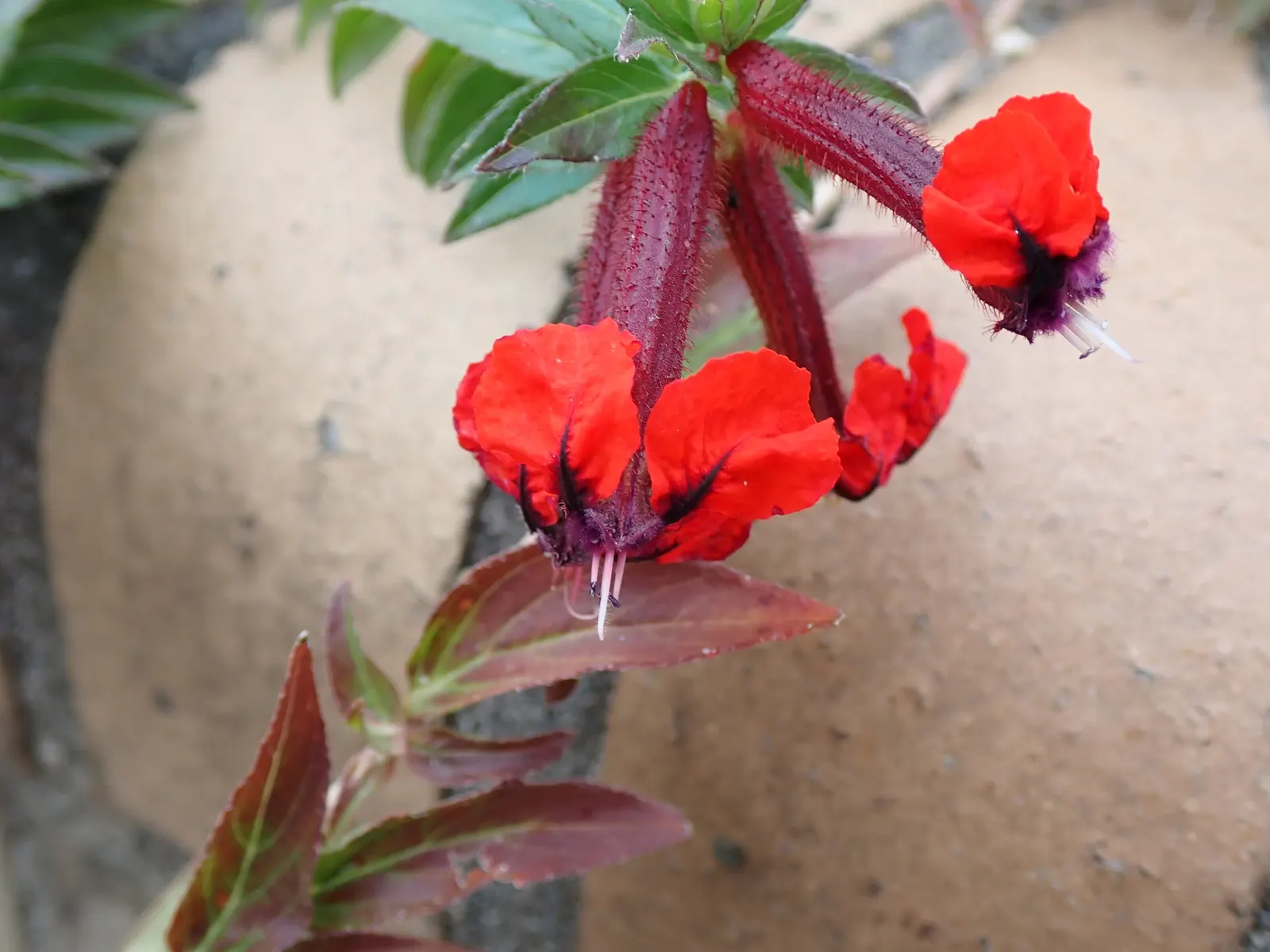 Tiny Mice Cuphea (Cuphea Llavea 'Tiny Mice') — low-growing perennial presenting unique