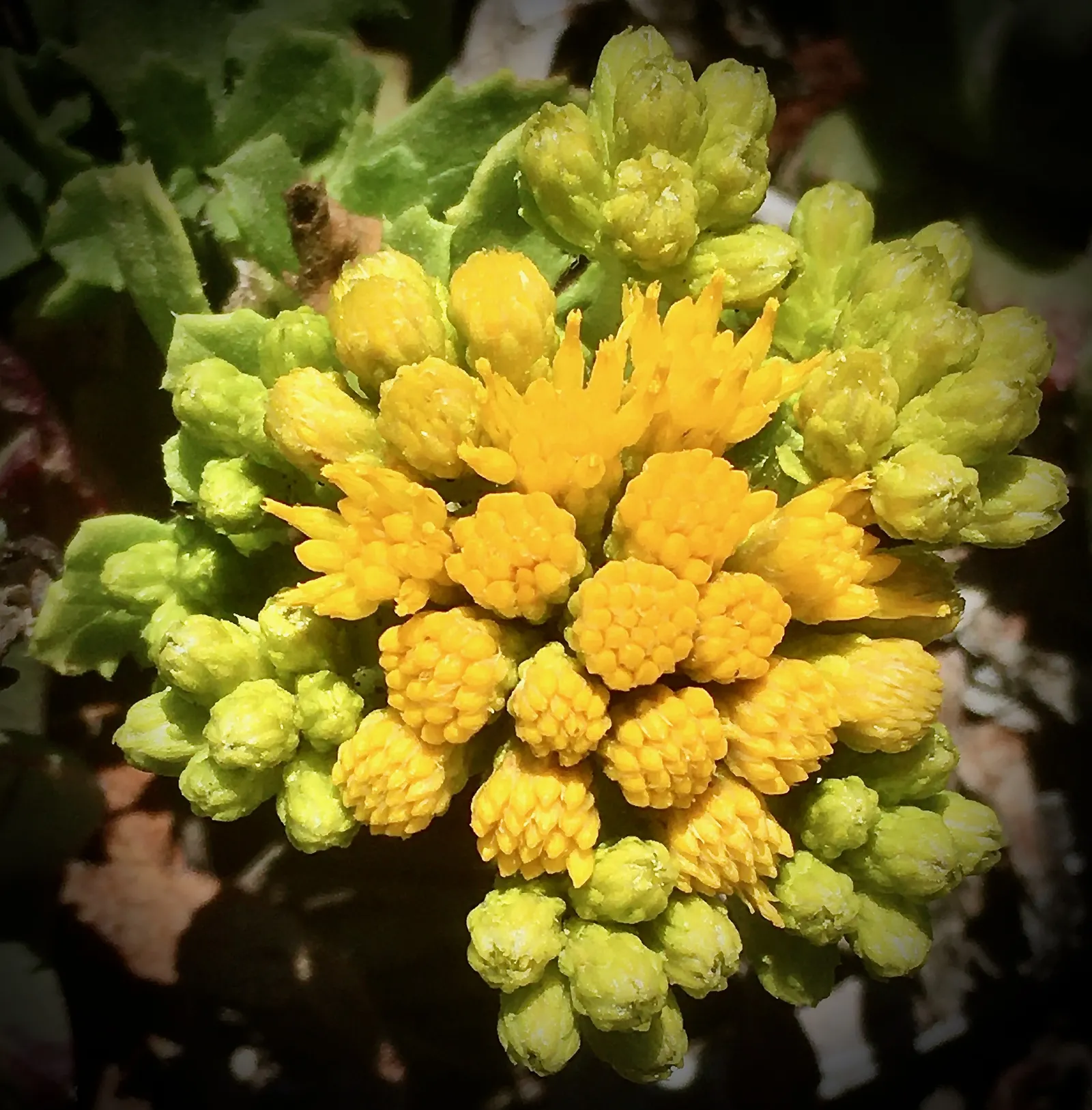 Menzies' Goldenbush (Isocoma Menziesii) — Isocoma menziesii, or Menzies' Goldenbush, is a coastal perennial shrub native to California