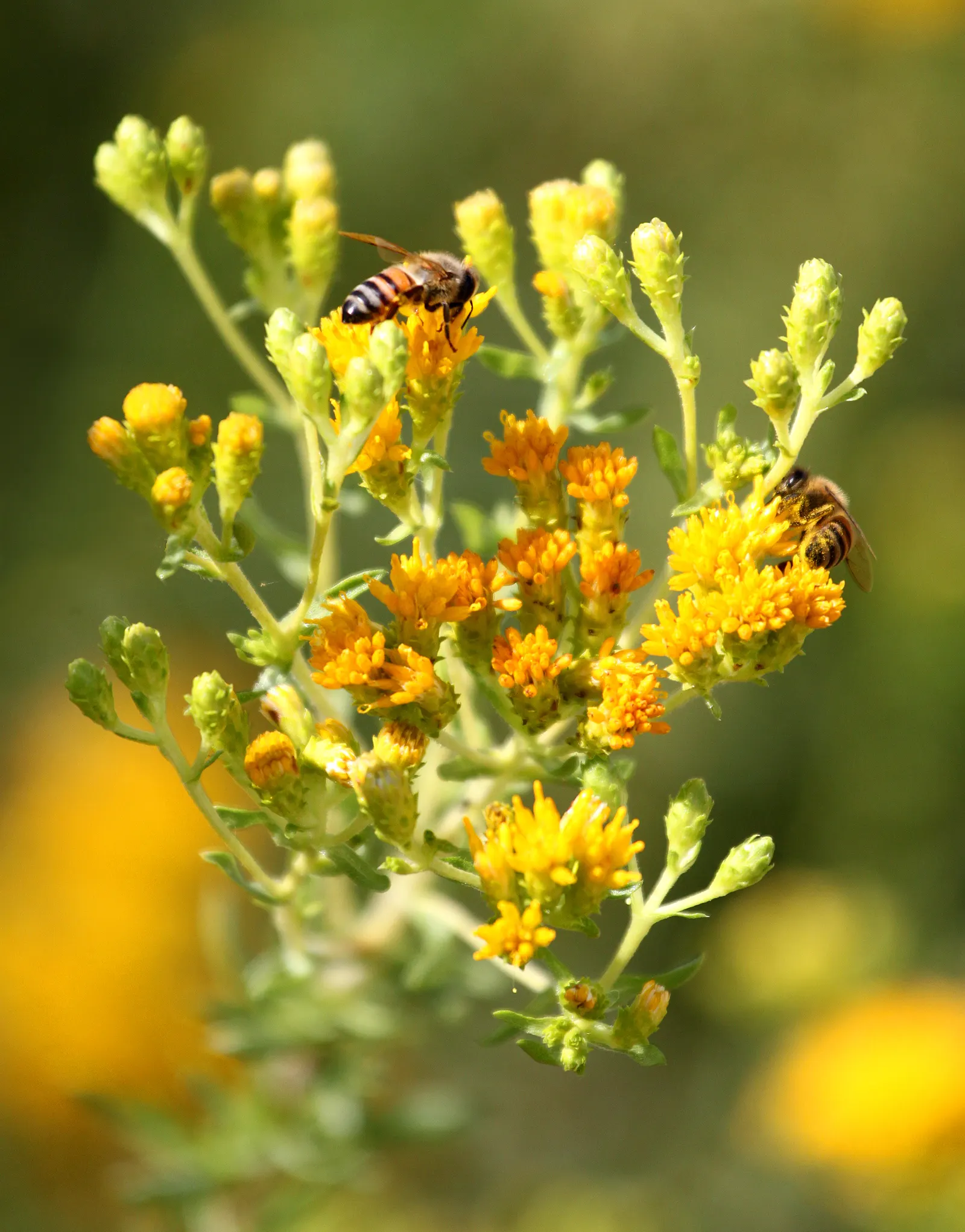 Menzies' Goldenbush (Isocoma Menziesii) — Its yellow, aster-like blooms emerge in late summer to fall, attracting pollinators such as butterflies