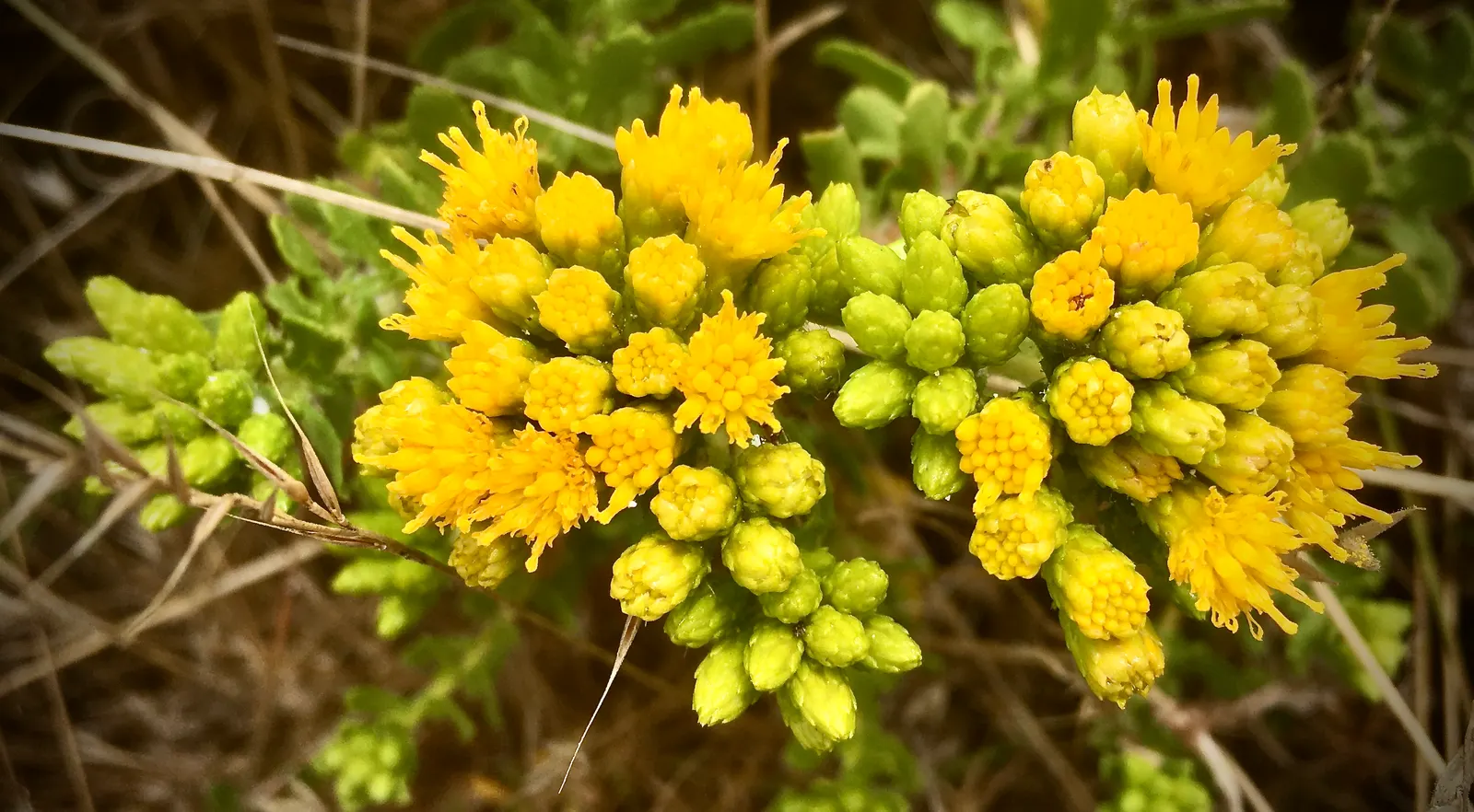 Menzies' Goldenbush (Isocoma Menziesii) — It flourishes in sandy soils, reaching 1-3 feet in height with a spread of 3-4 feet