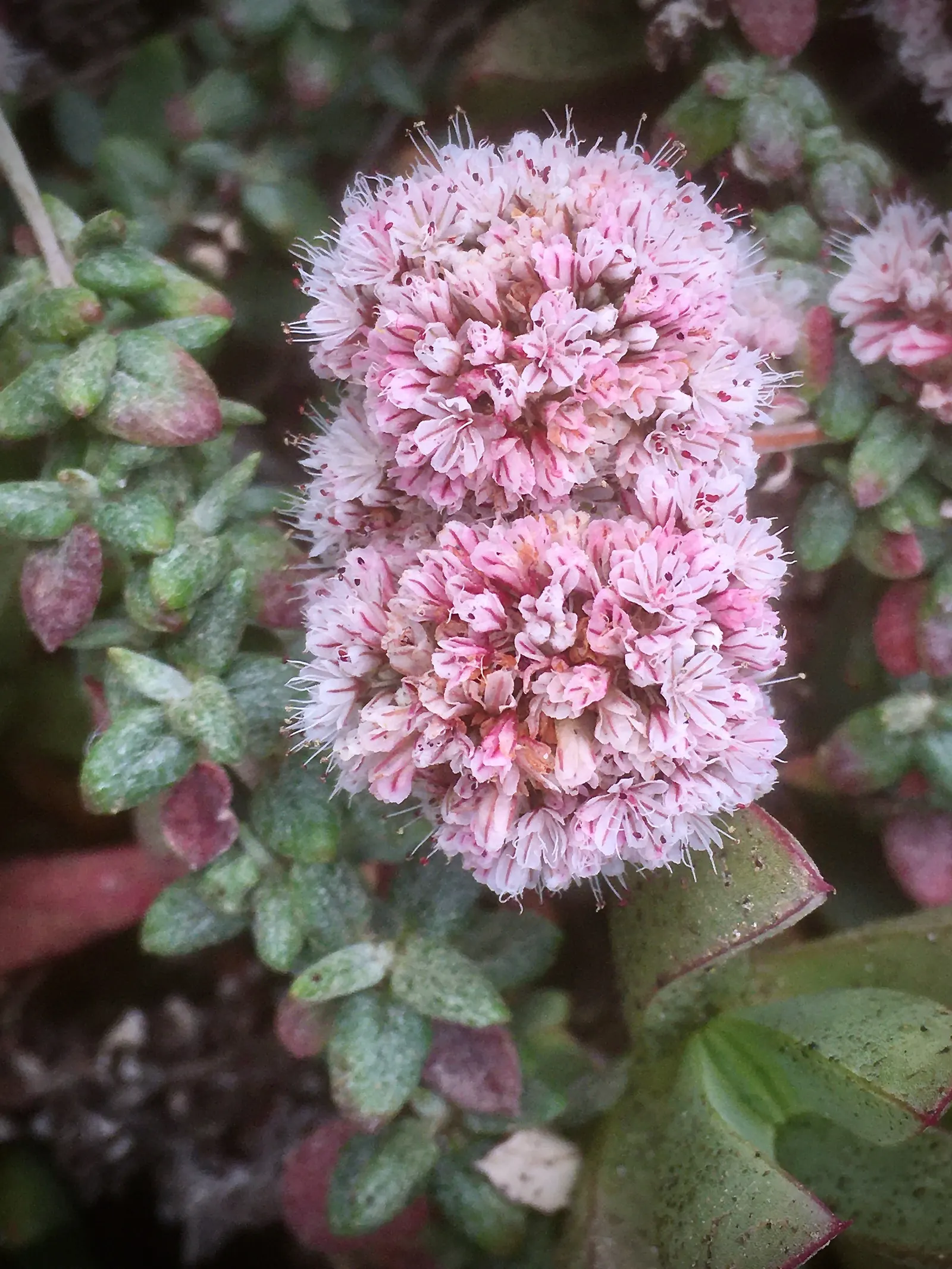 Menzies' Goldenbush (Isocoma Menziesii) — Drought-tolerant once established, it's an excellent choice for xeriscaping