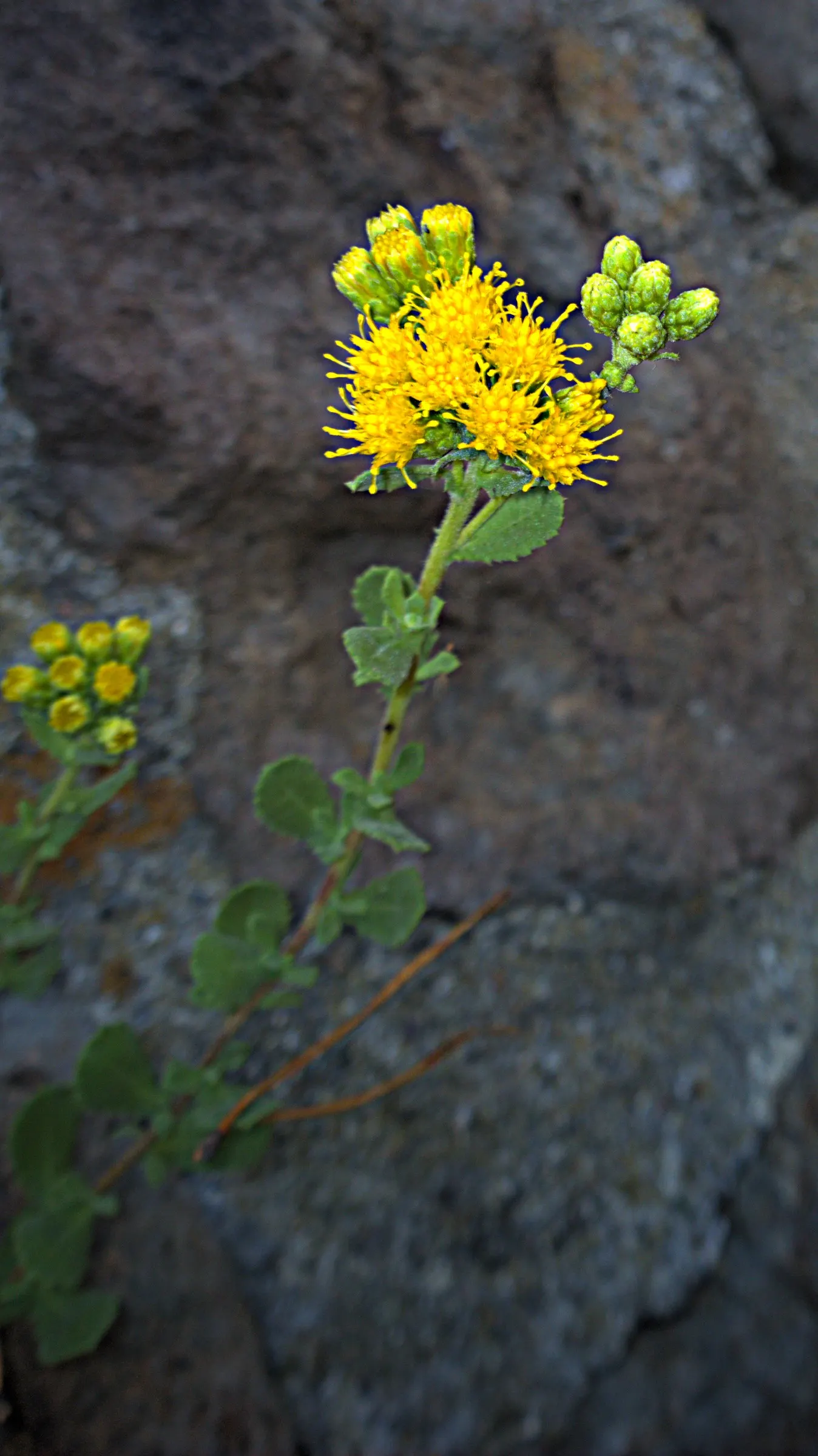 Menzies' Goldenbush (Isocoma Menziesii) — commonly known as Menzies' Goldenbush