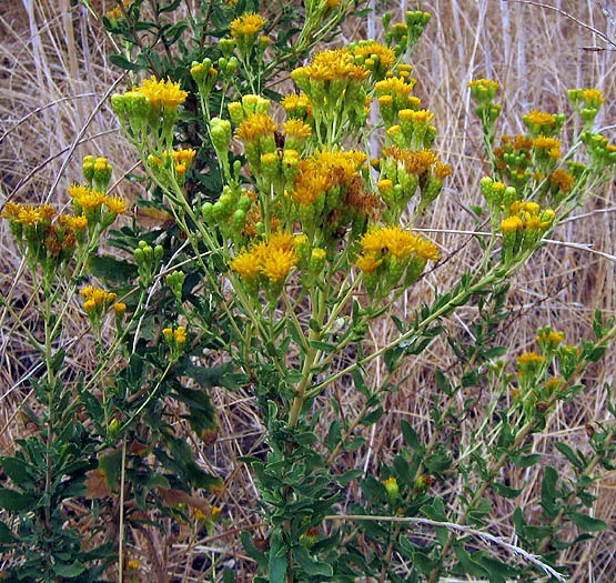 Menzies' Goldenbush (Isocoma Menziesii) — Full sun exposure is ideal for optimal growth and flowering