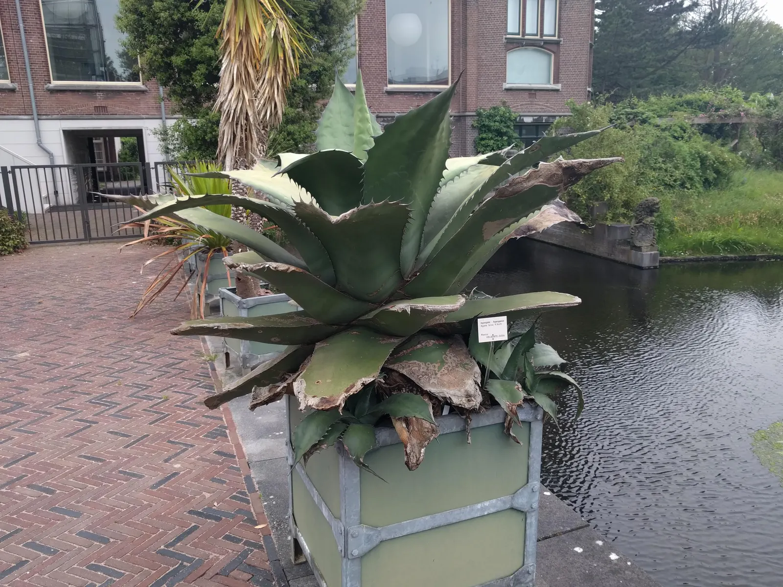 Pulque Agave (Agave Salmiana V. Ferox) — which can soar up to 15 to 20 feet