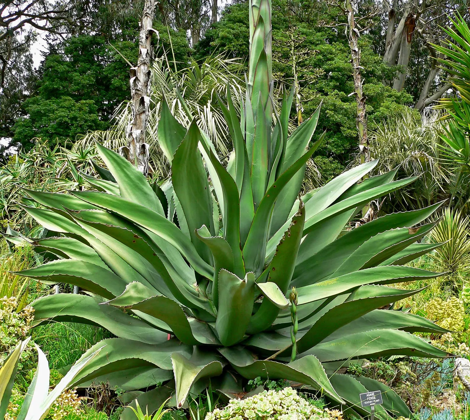 Pulque Agave (Agave Salmiana V. Ferox) — lush green with a distinctive