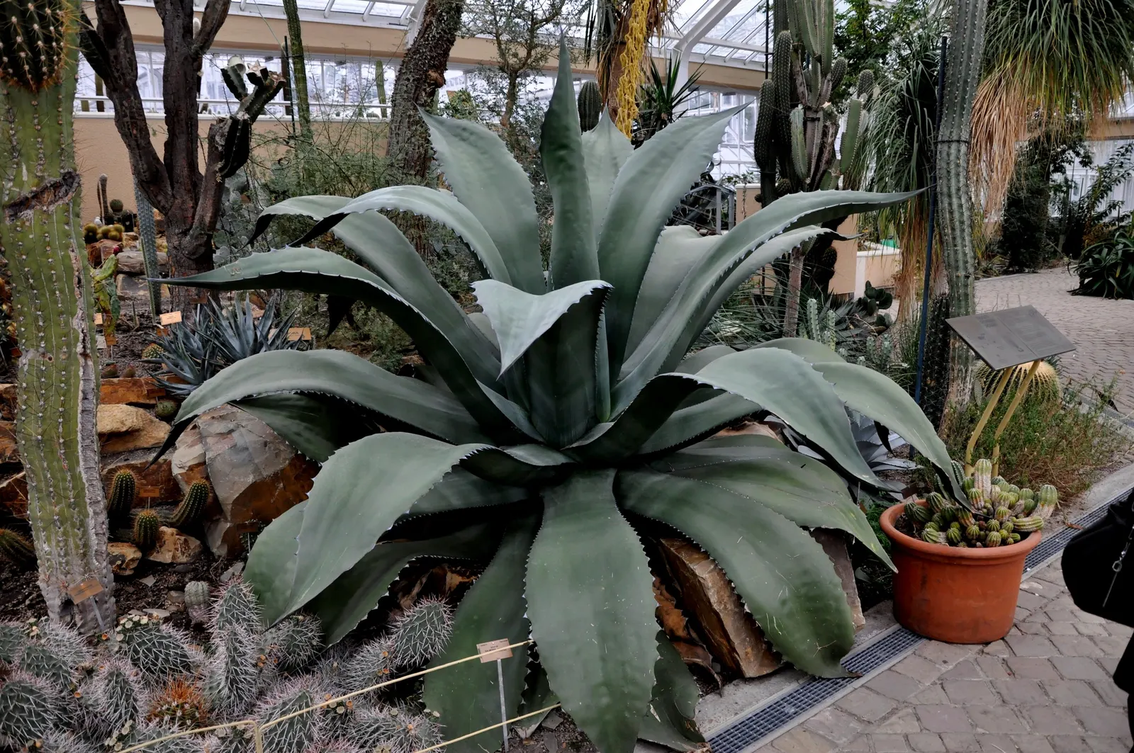 Pulque Agave (Agave Salmiana V. Ferox) — The Pulque Agave, or Agave salmiana var