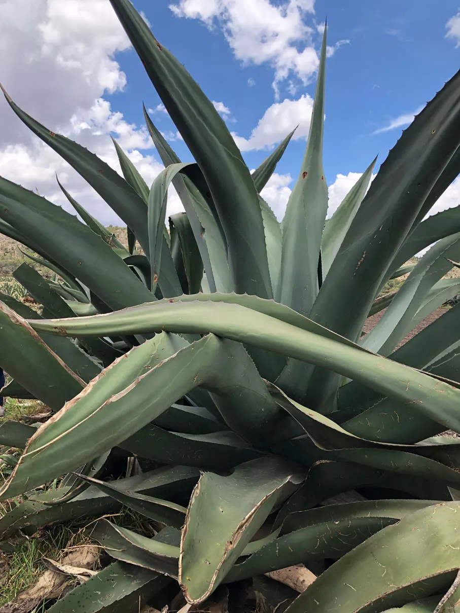 Pulque Agave (Agave Salmiana V. Ferox) — making it ideal for dramatic focal points in arid landscapes