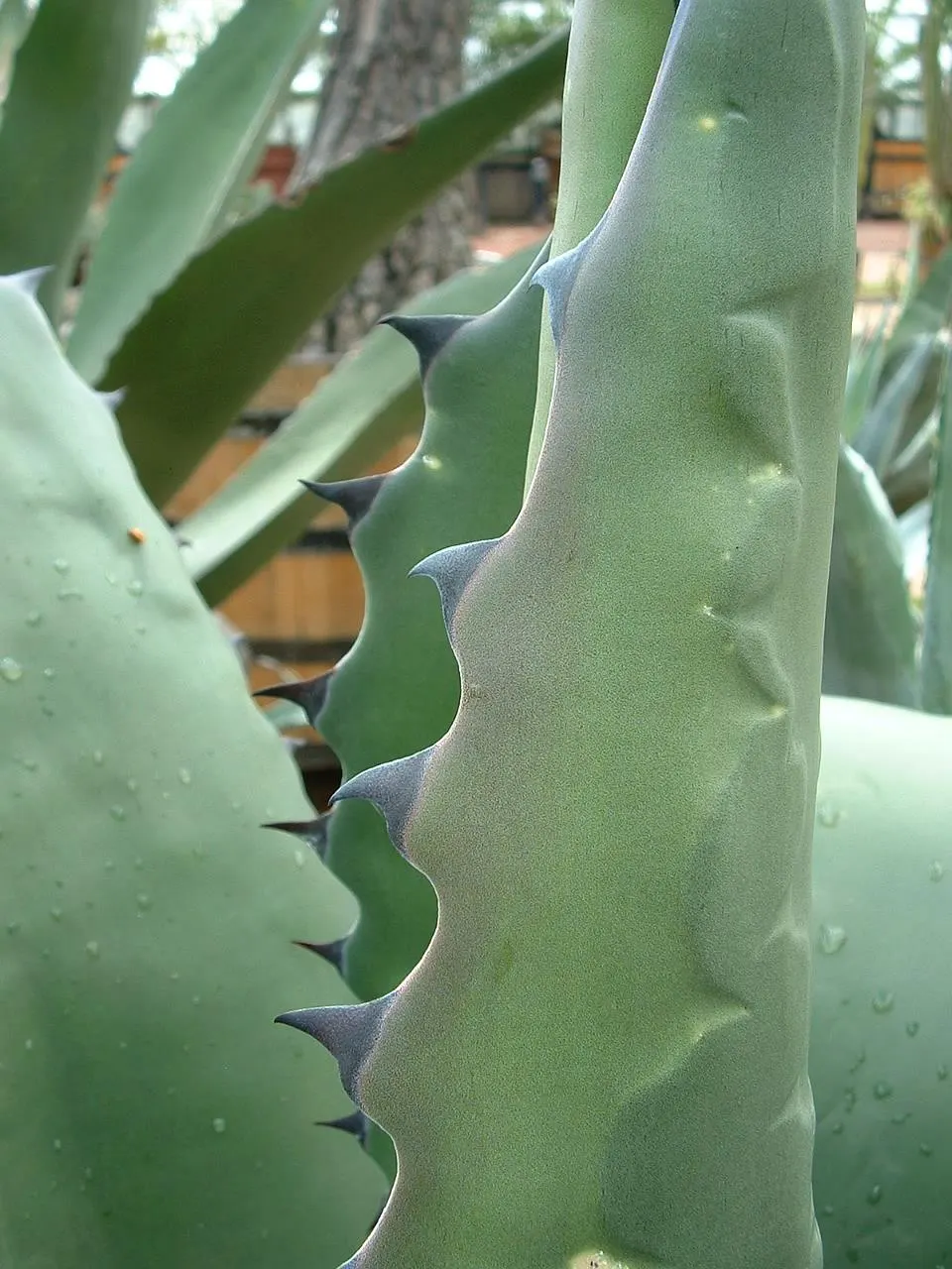 Pulque Agave (Agave Salmiana V. Ferox) — this occurs only once in the plant's lifetime