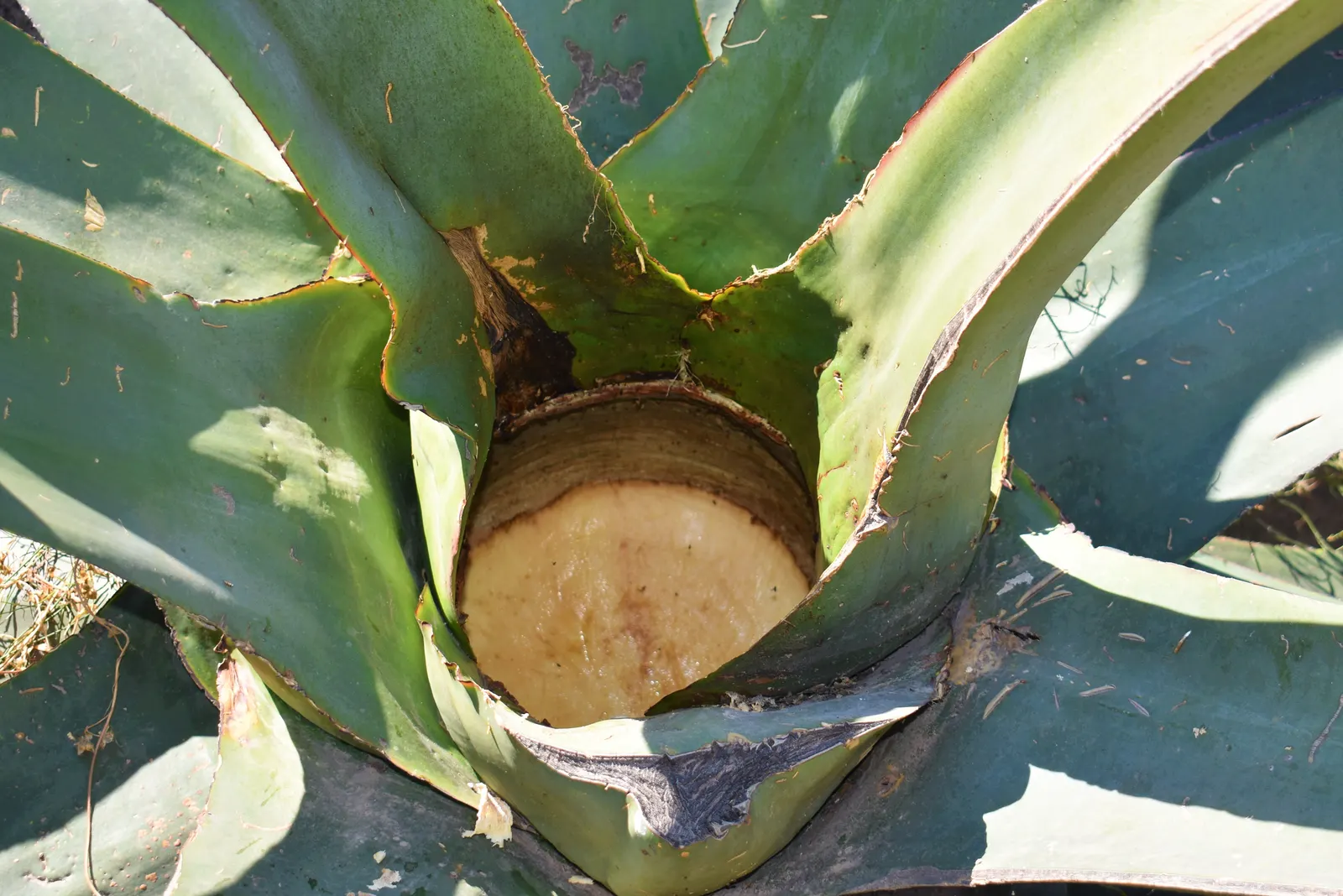 Pulque Agave (Agave Salmiana V. Ferox) — is a striking succulent that will serve as a robust focal point in any landscape design