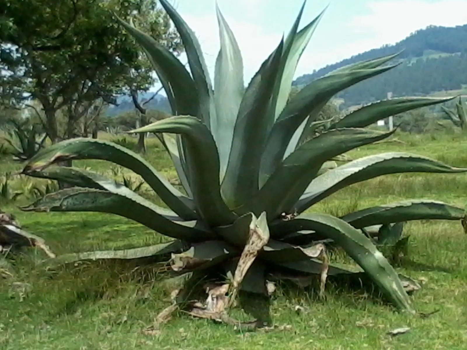 Pulque Agave (Agave Salmiana V. Ferox) — Space at least 10 feet apart