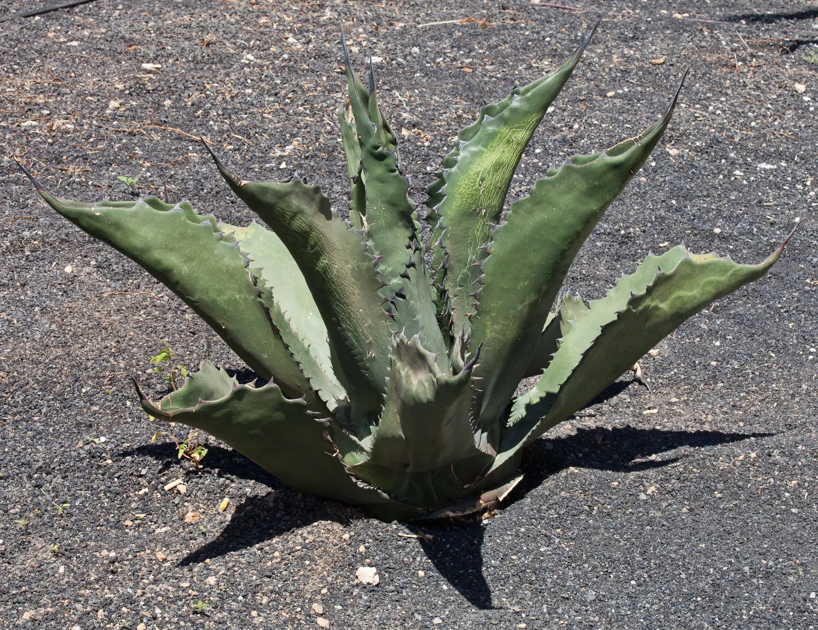 Pulque Agave (Agave Salmiana V. Ferox) — ferox, is a grand, architectural succulent