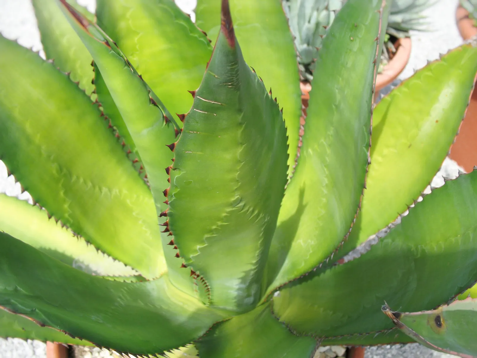 Pulque Agave (Agave Salmiana V. Ferox) — but its maintenance needs are minimal