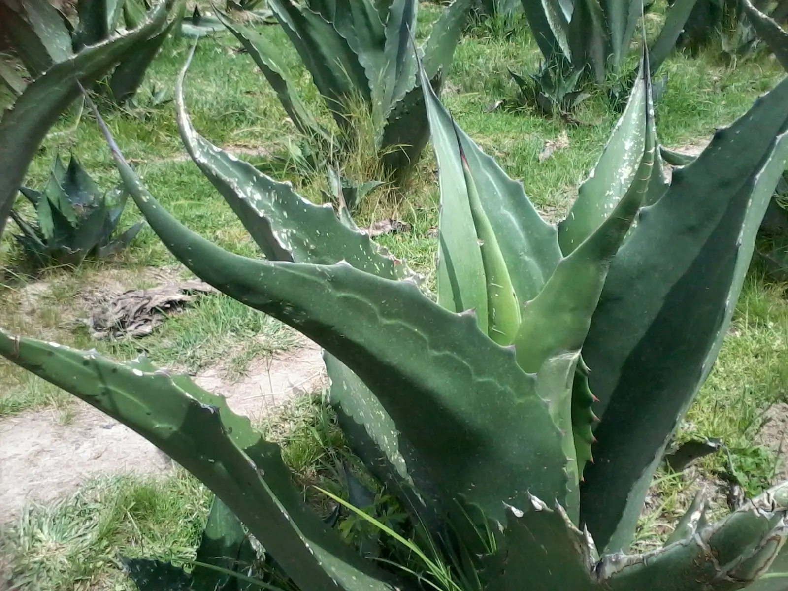 Pulque Agave (Agave Salmiana V. Ferox) — spiny-edged leaves unfurling from a central rosette