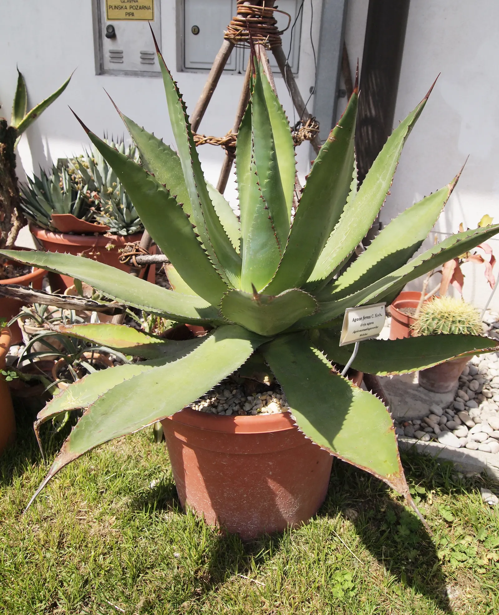 Pulque Agave (Agave Salmiana V. Ferox) — and each is tipped with a formidable spike that can reach up to 2 inches long