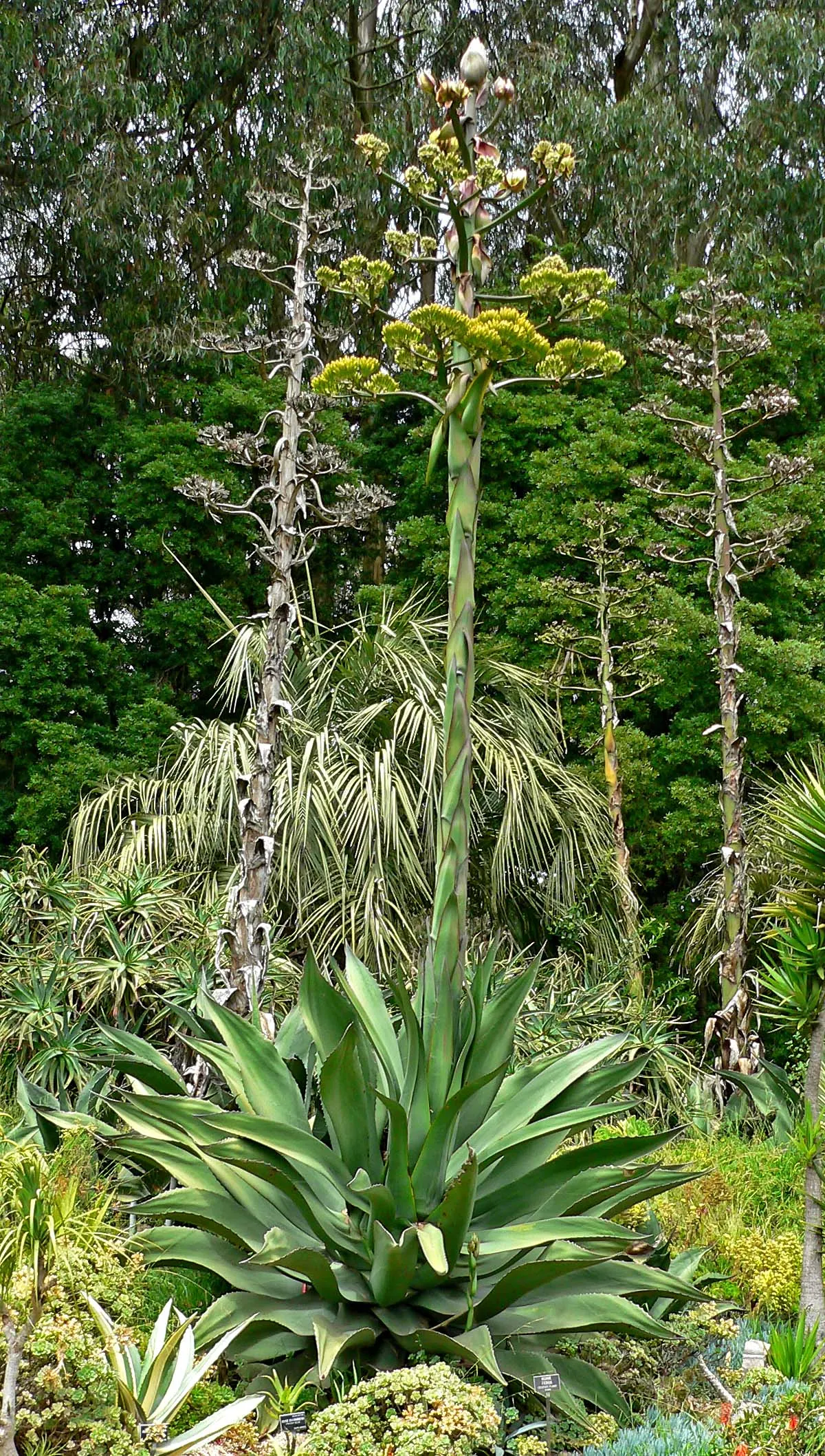 Pulque Agave (Agave Salmiana V. Ferox) — particularly in xeriscape gardens or arid-themed settings