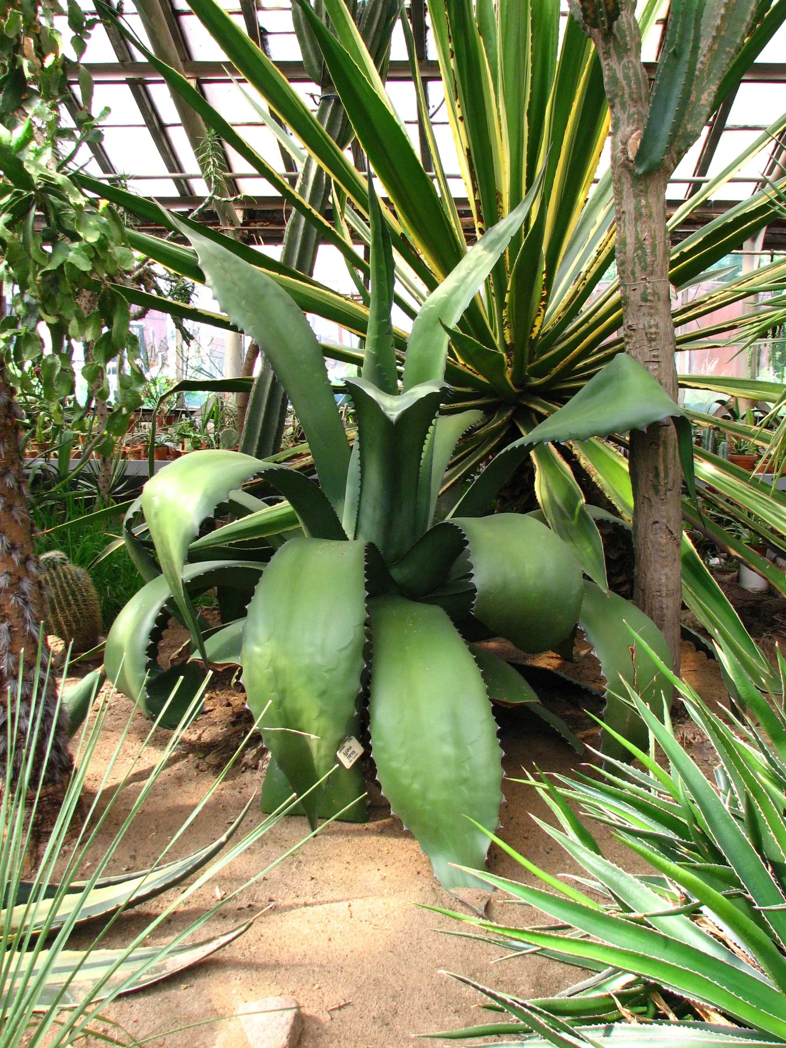 Pulque Agave (Agave Salmiana V. Ferox) — the Pulque Agave benefits from occasional water during extremely dry periods