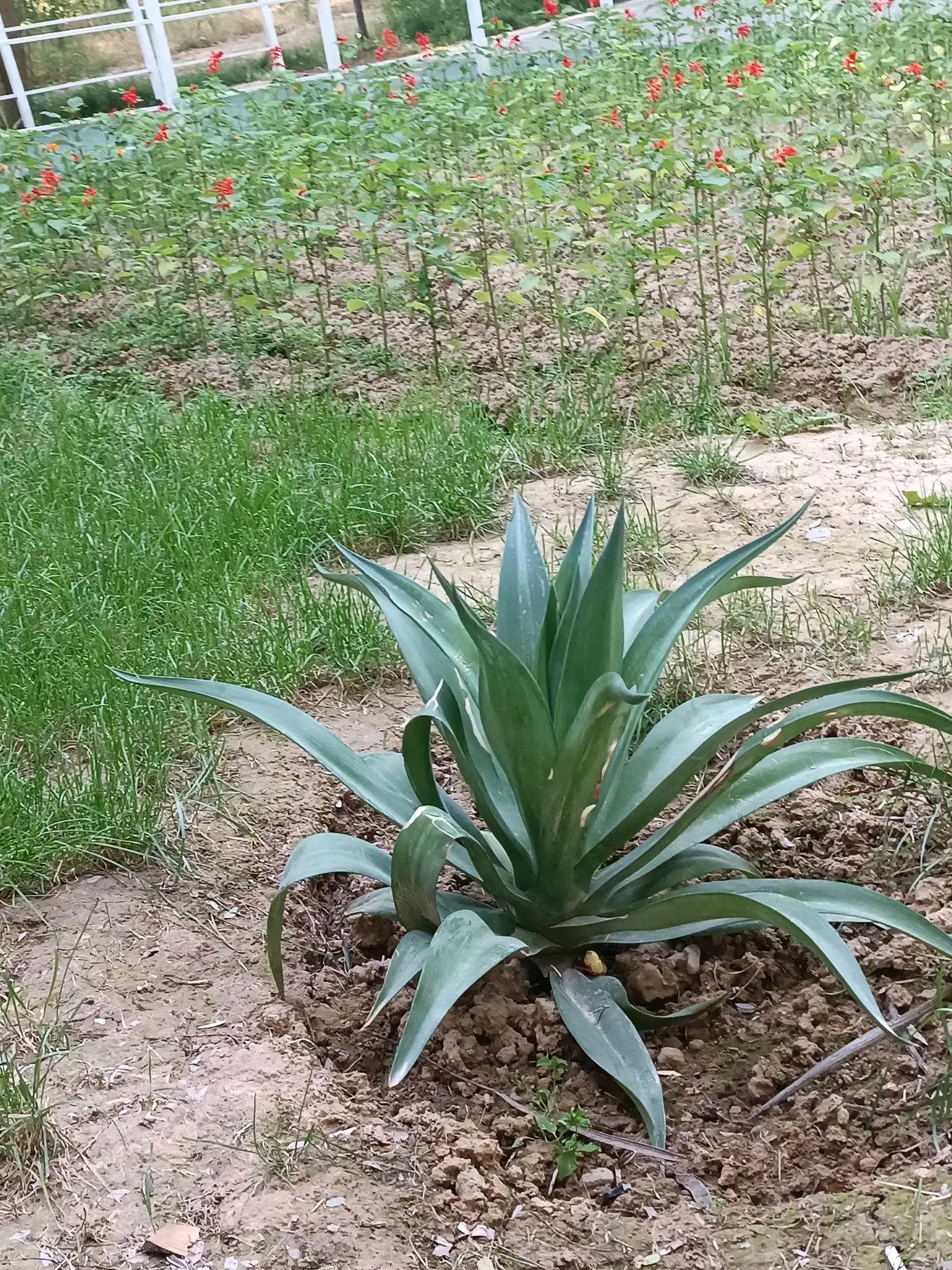 Pulque Agave (Agave Salmiana V. Ferox) — While drought-tolerant once established