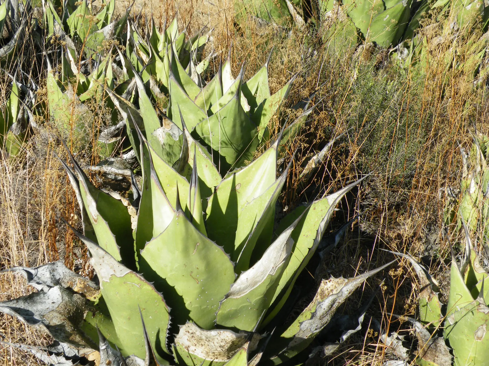 Pulque Agave (Agave Salmiana V. Ferox) — Blossoms rarely, but when it does, it produces a towering, impressive flower spike