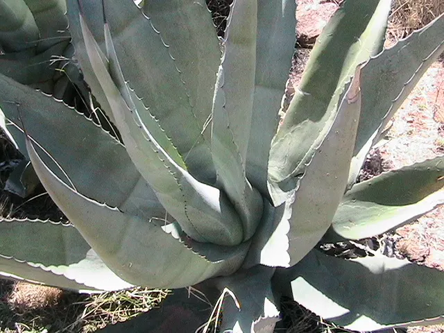 Pulque Agave (Agave Salmiana V. Ferox) — It is slow-growing and may take several years to reach full size