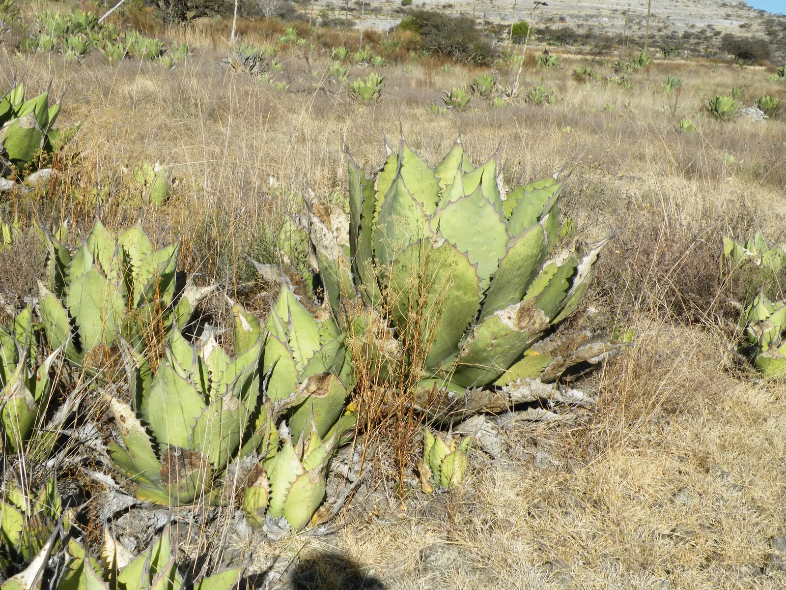 Pulque Agave (Agave Salmiana V. Ferox) — The Pulque Agave, Agave salmiana var