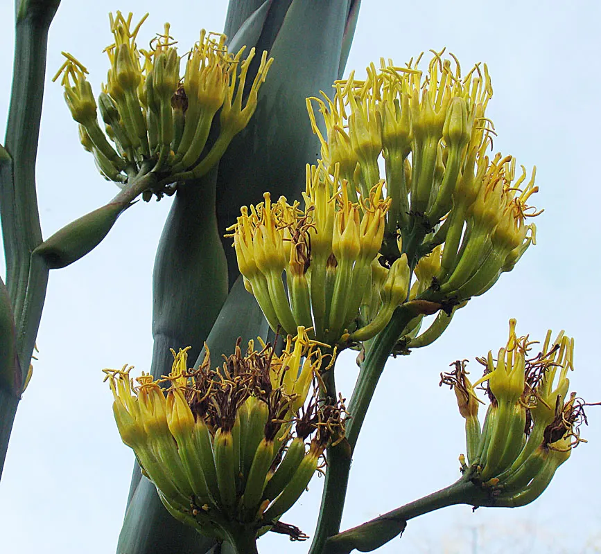Pulque Agave (Agave Salmiana V. Ferox) — This drought-tolerant plant requires minimal maintenance and thrives in full sun