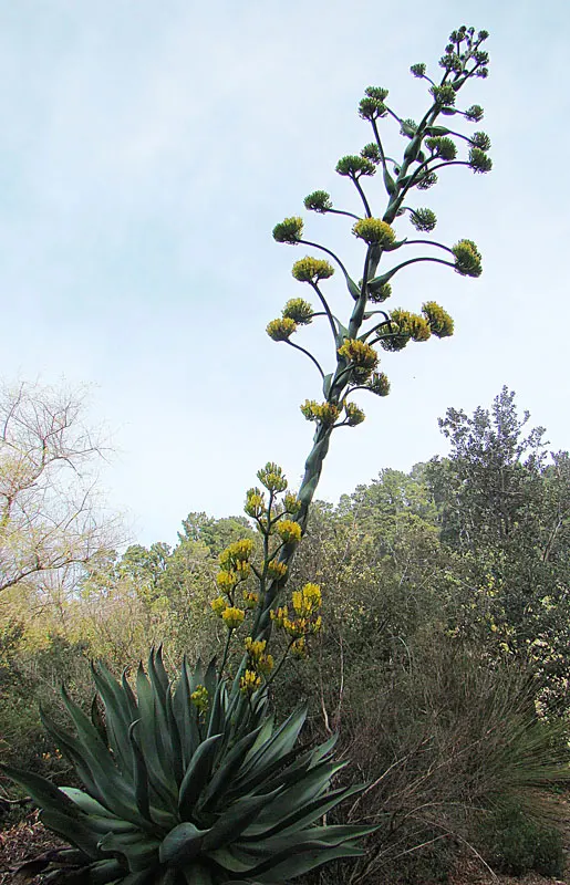 Pulque Agave (Agave Salmiana V. Ferox) — It features robust, spiky green leaves which can reach over 6 feet in length