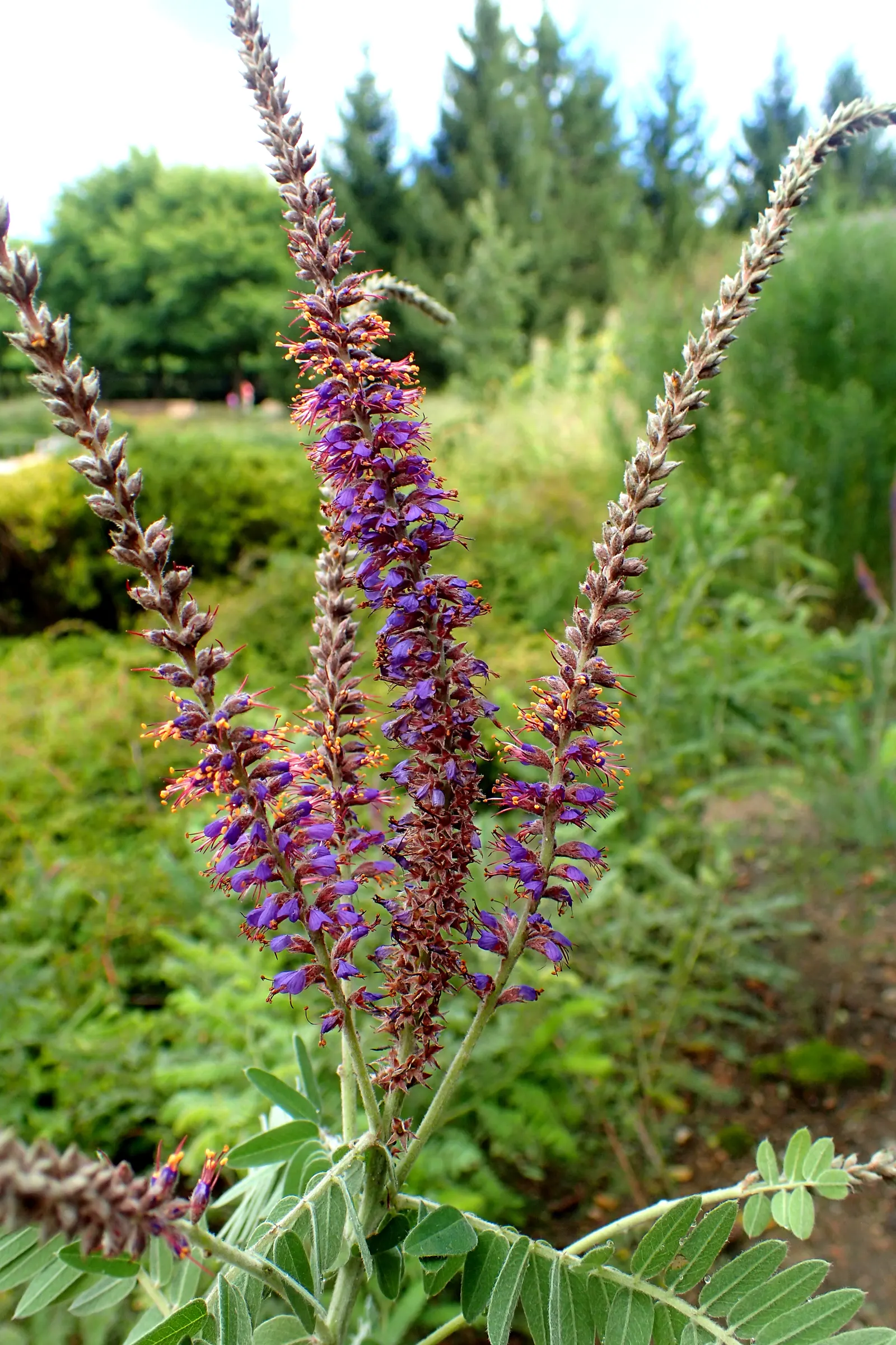 Lead Plant (Amorpha Canescens) — blue and gold and multi-colored and purple flowers in the garden; it boasts a striking silvery-gray foliage due to fine hairs