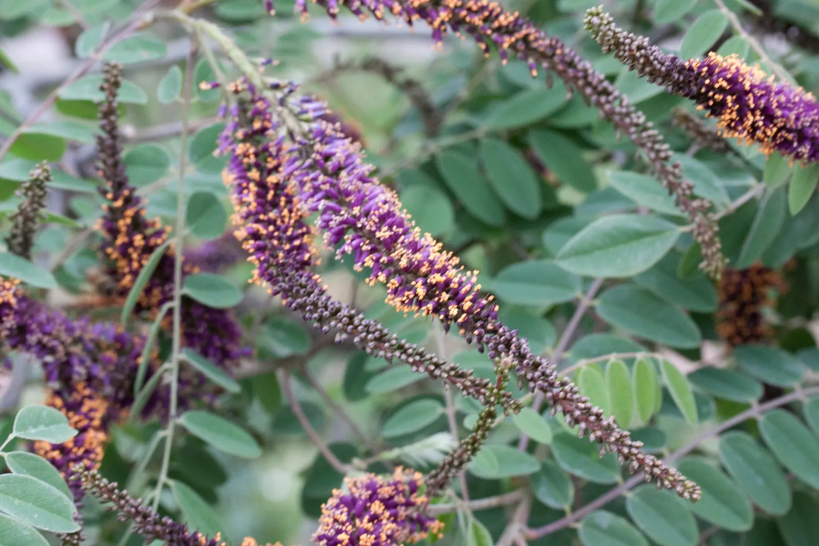 Lead Plant (Amorpha Canescens) — Its deep taproot allows it to access water in lower soil strata
