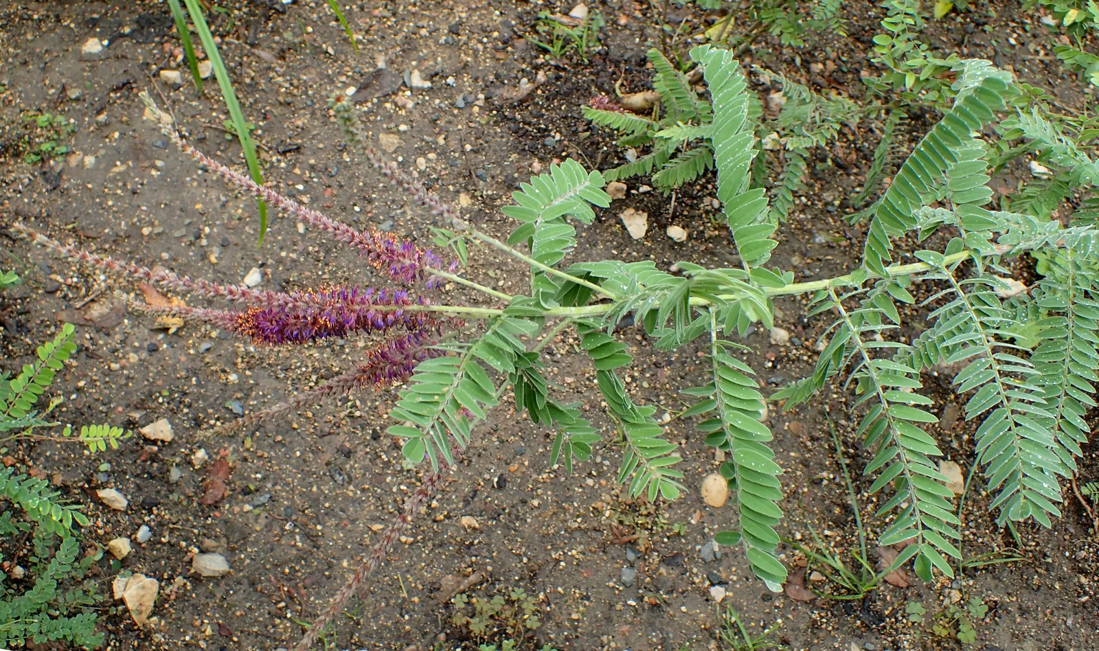 Lead Plant (Amorpha Canescens) — making it an excellent choice for xeriscaping or naturalized areas; its deep taproot allows it to access water in lower soil