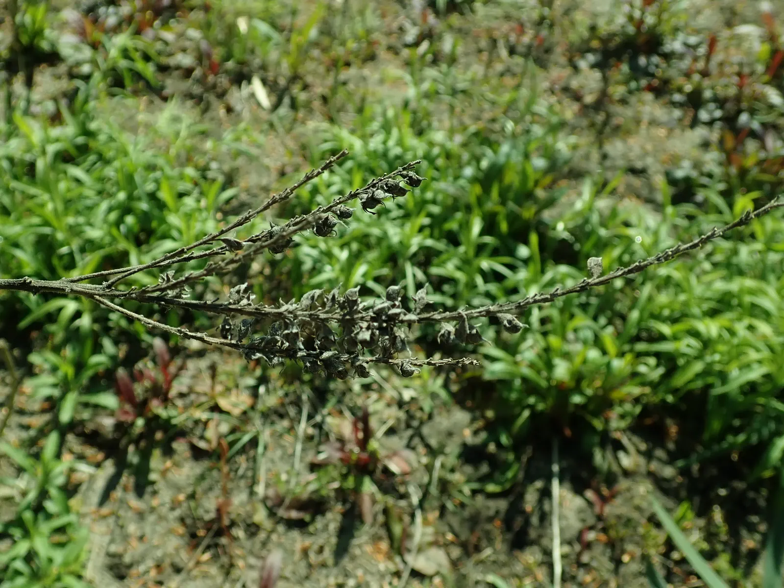 Lead Plant (Amorpha Canescens) — These flower spikes range from 4 to 8 inches long; blue and gold and multi-colored and purple flowers in the garden
