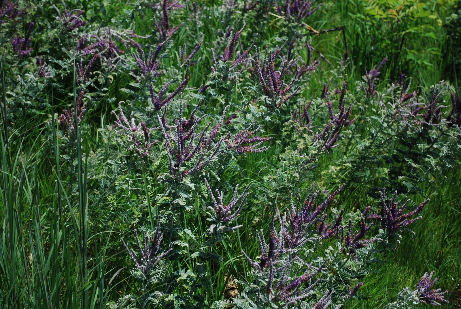 Lead Plant (Amorpha Canescens) — incorporating the Lead Plant is an opportunity to introduce a low-maintenance