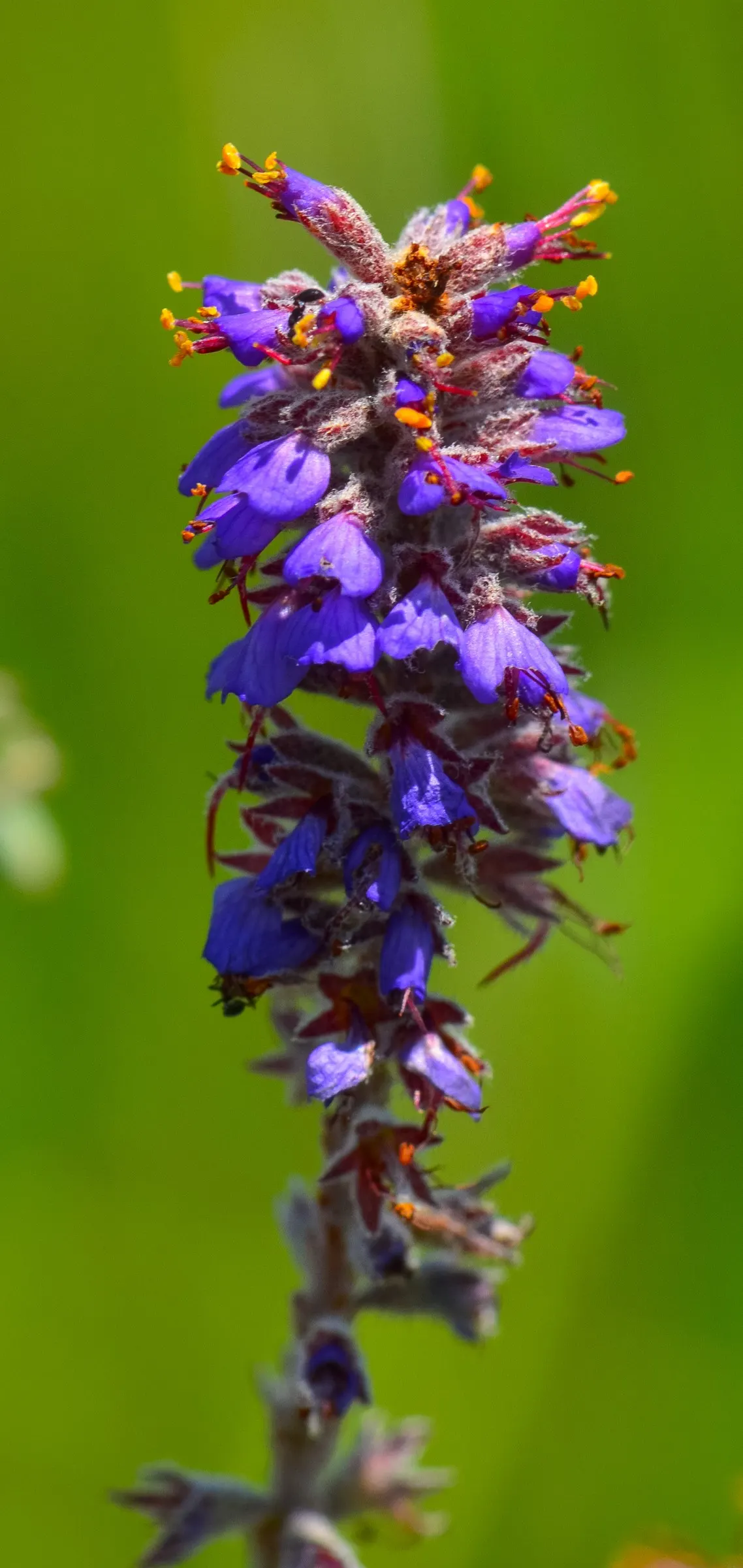 Lead Plant (Amorpha Canescens) — offering both ecological benefits and aesthetic charm; enhancing its survival capacity in various environments